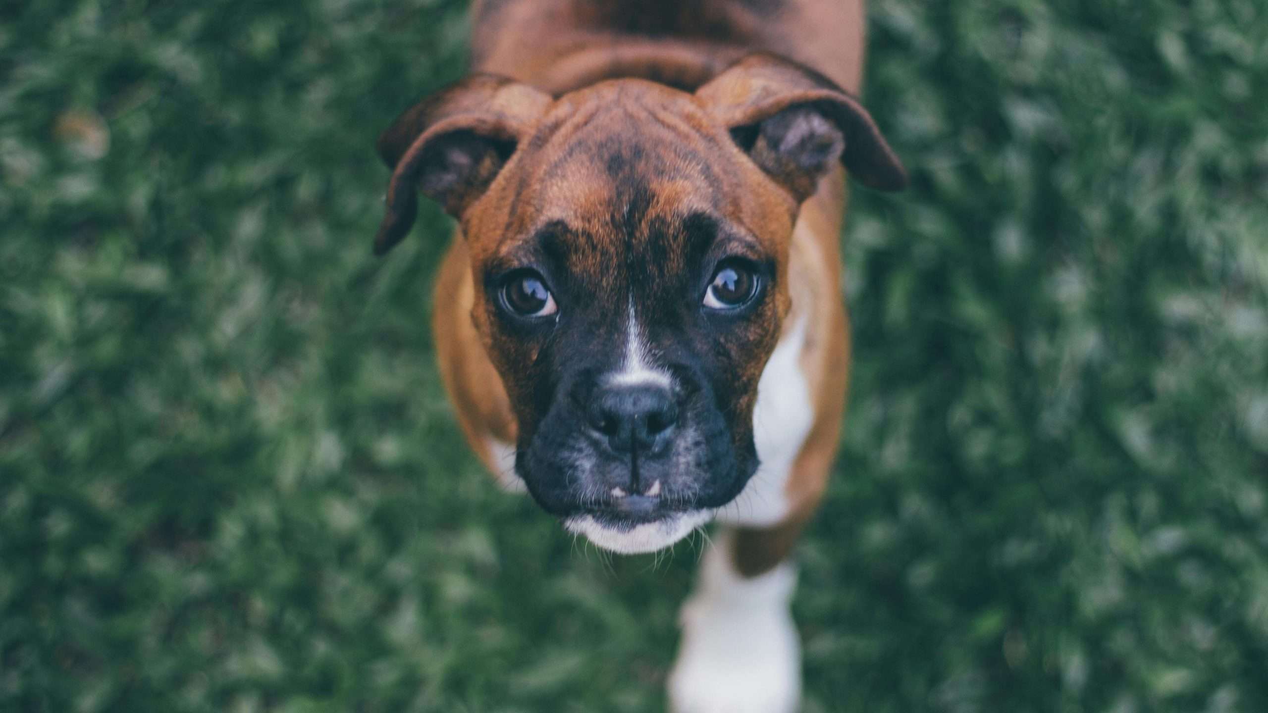 An image of a boxer dog