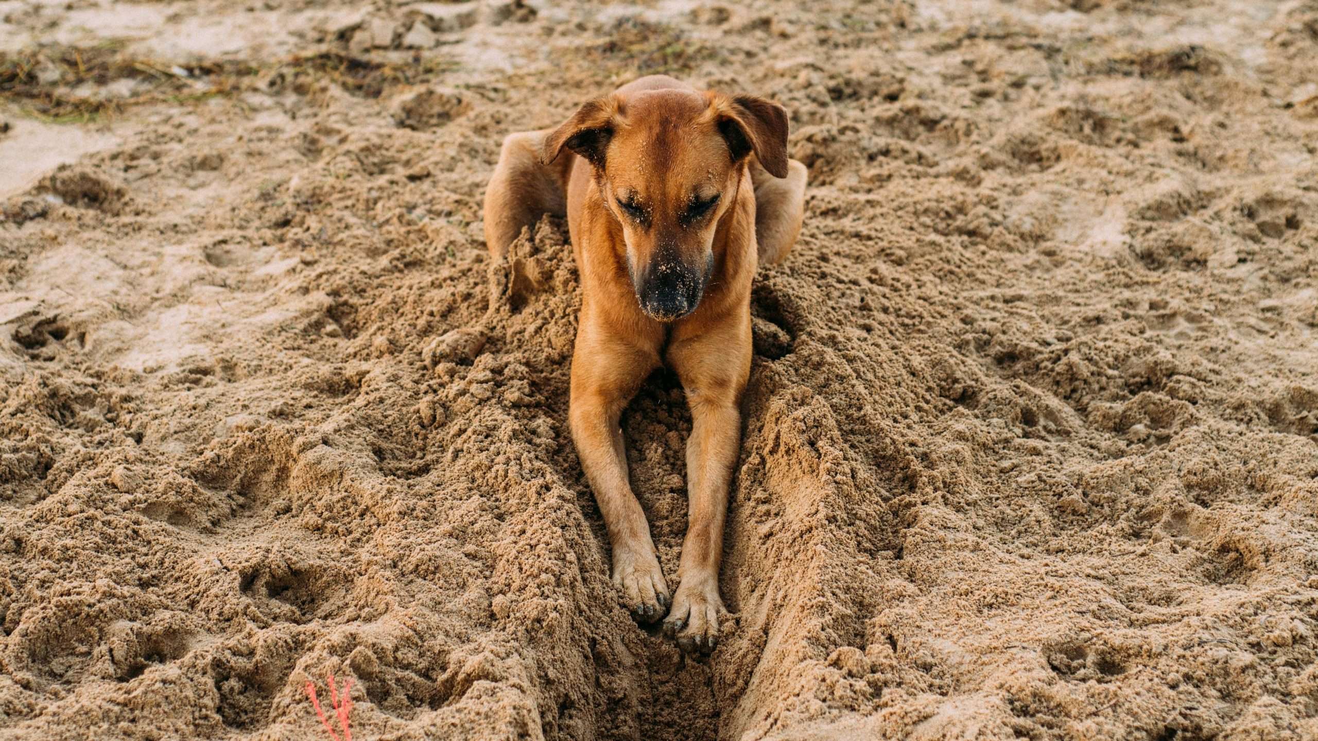 An image of a dog digging at the beach - dogs bury things