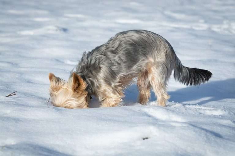 Why Do Dogs Bury Things? 5 Common Reasons