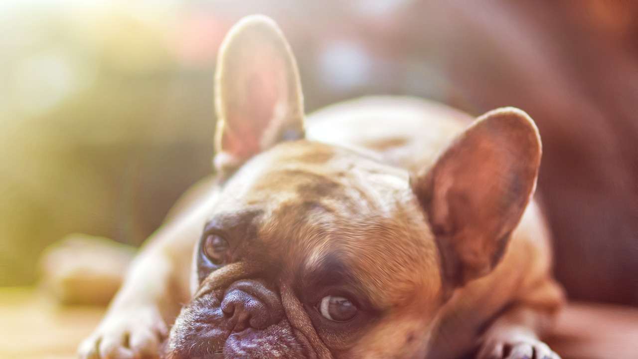 An image of a dog laying