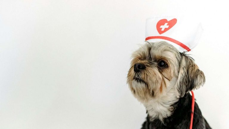 First Aid for Dogs – Shock, Rescue Breathing, and CPR