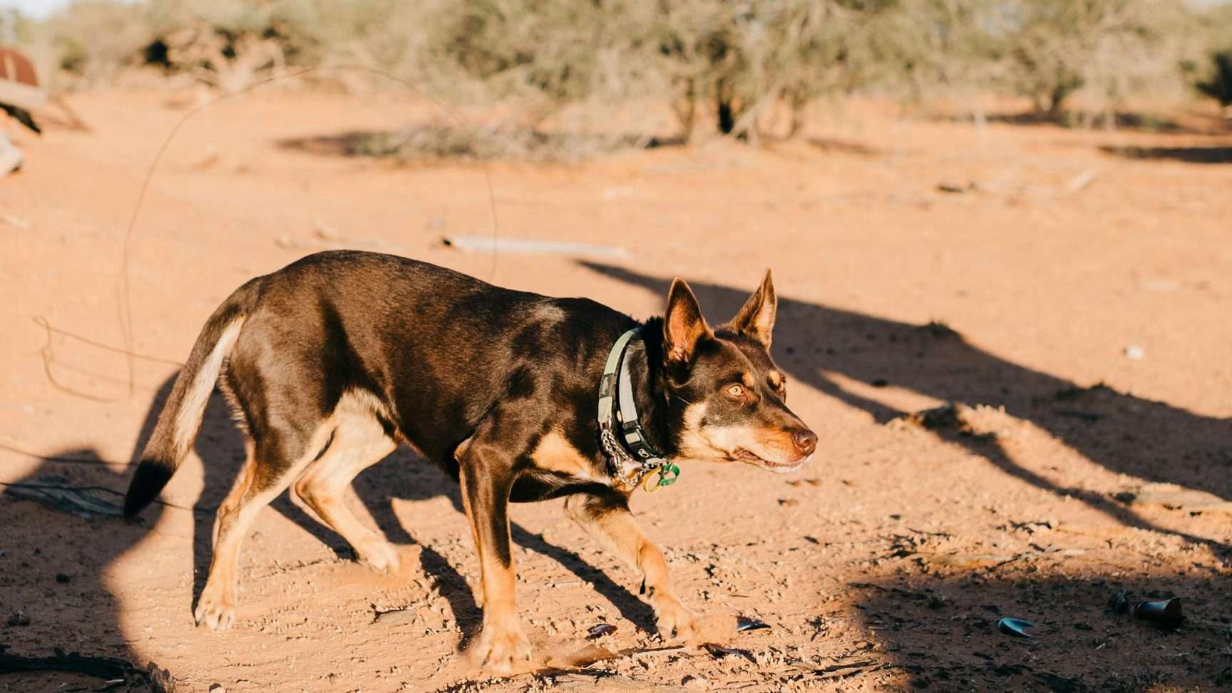 An image of a dog under the Sun