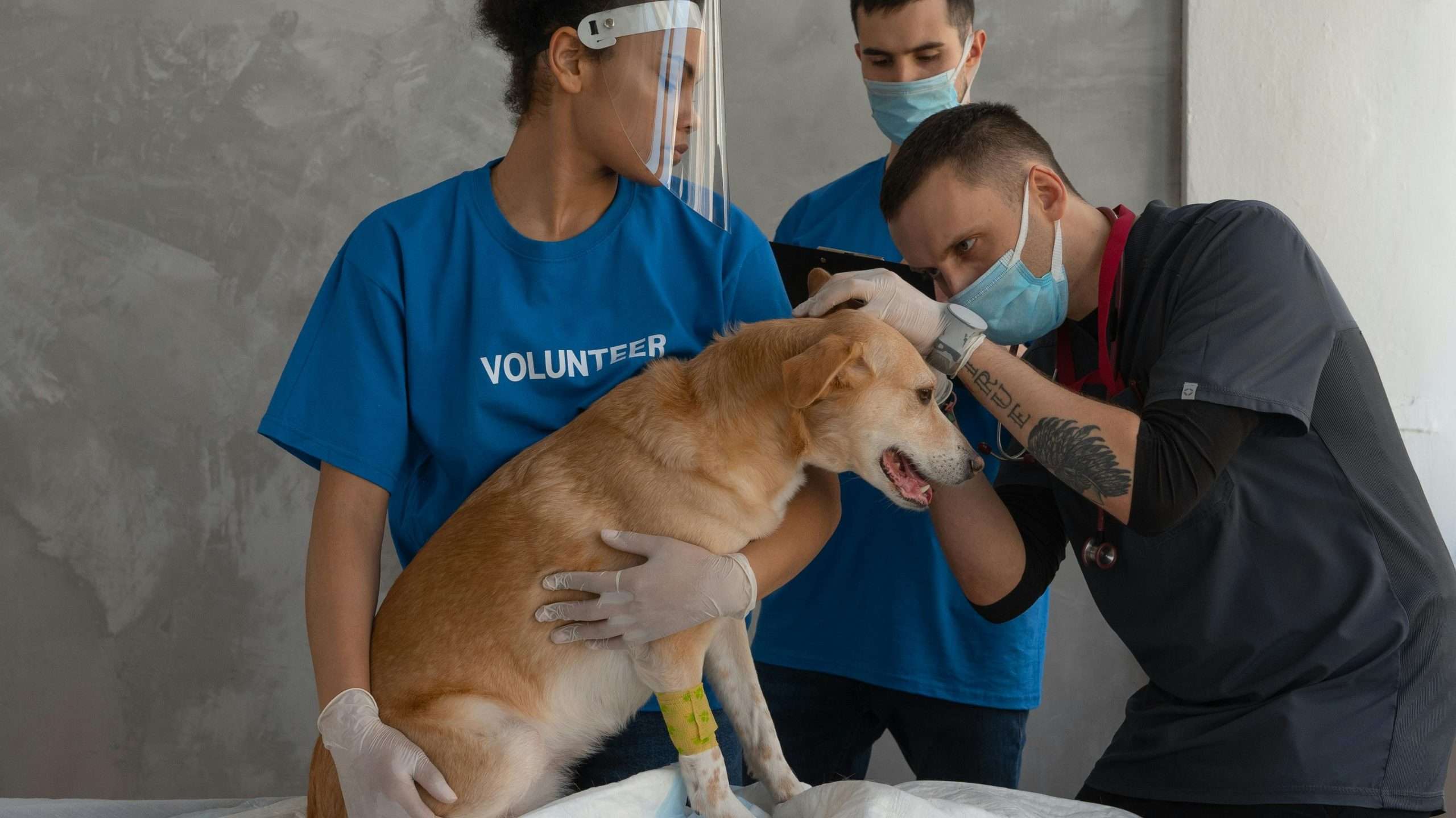 An image of a dog getting checked - first aid for dogs