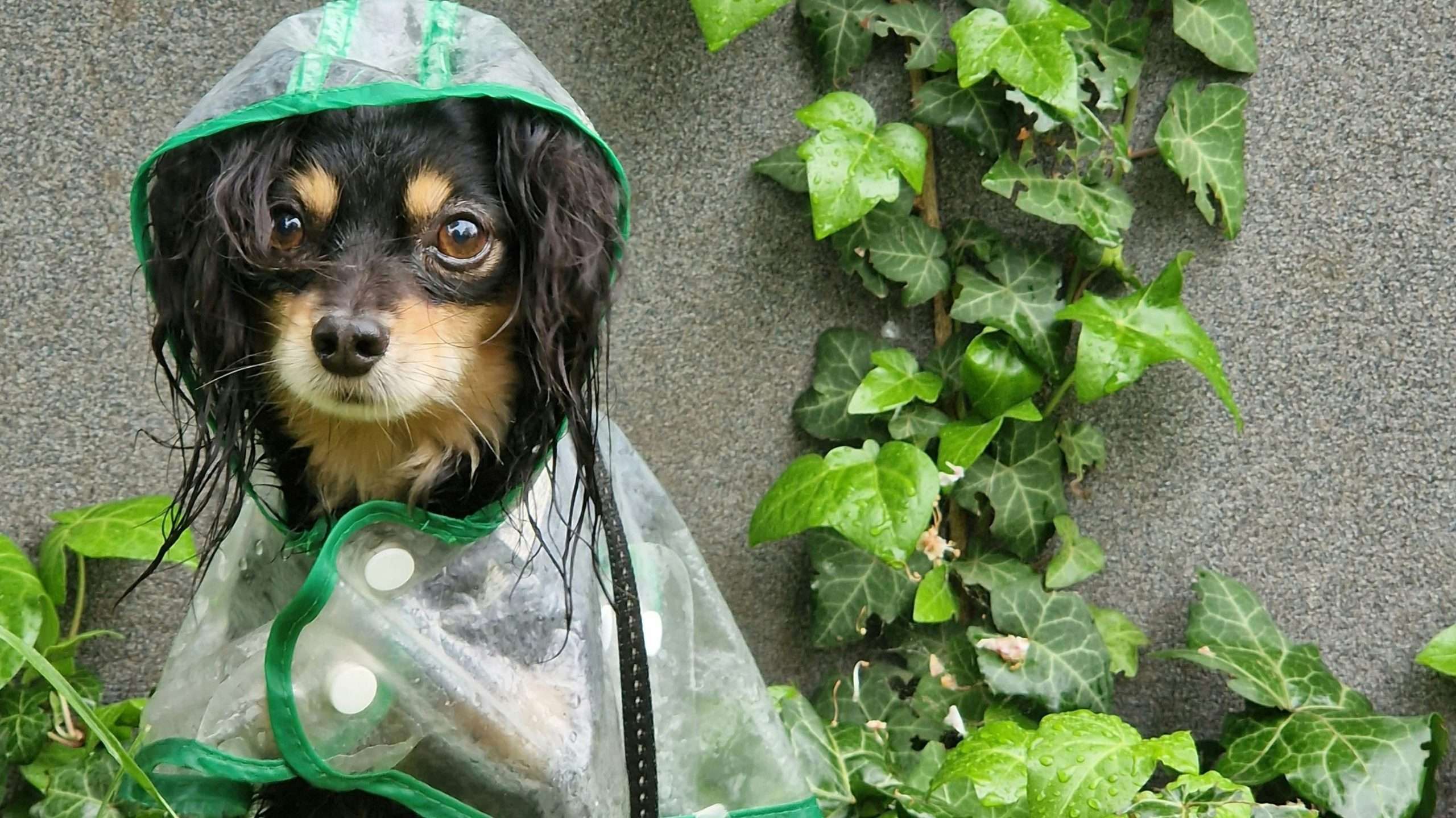 An image of a dog with raincoat