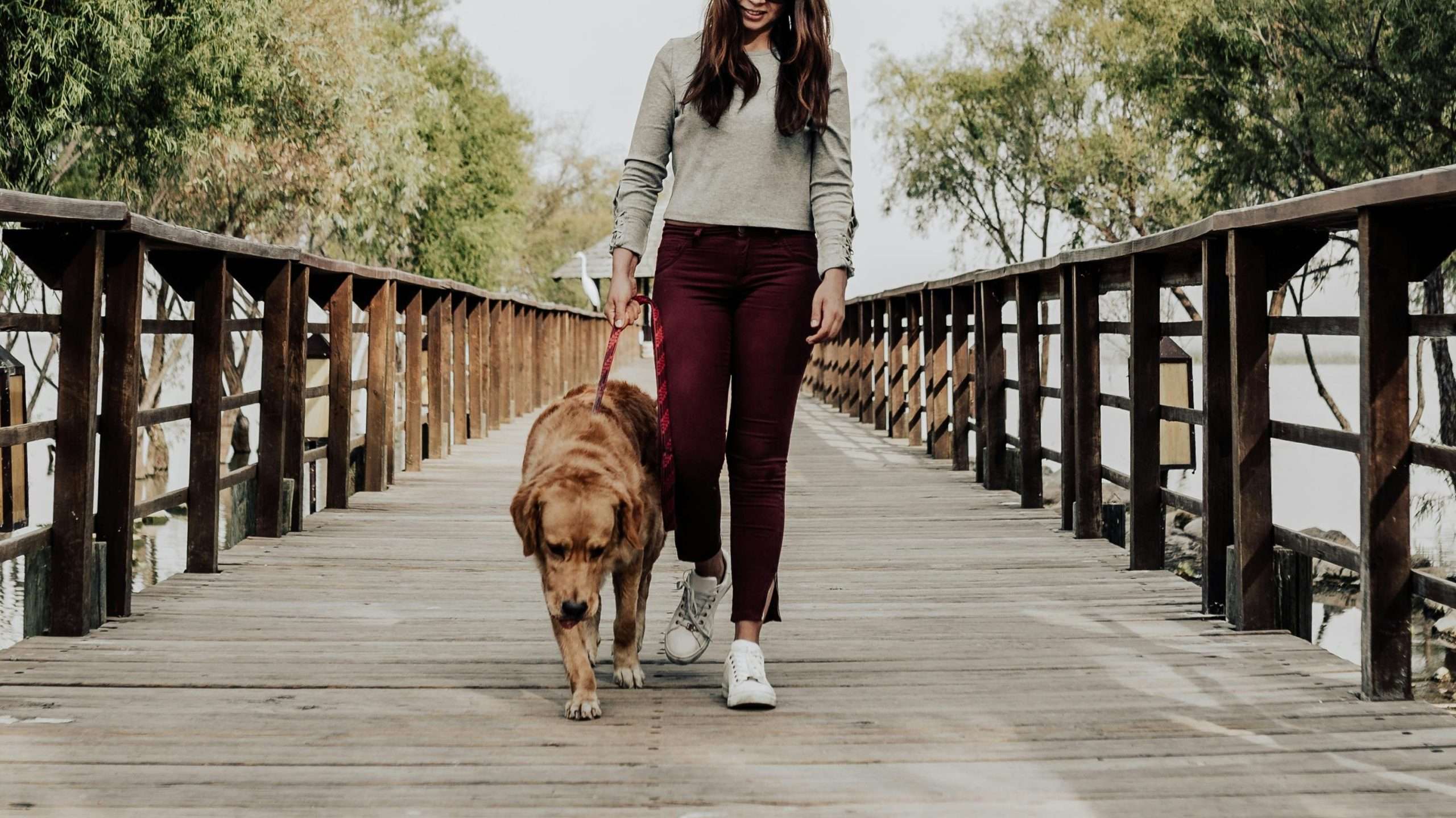 An image of a dog on a walk - heat stroke in dogs