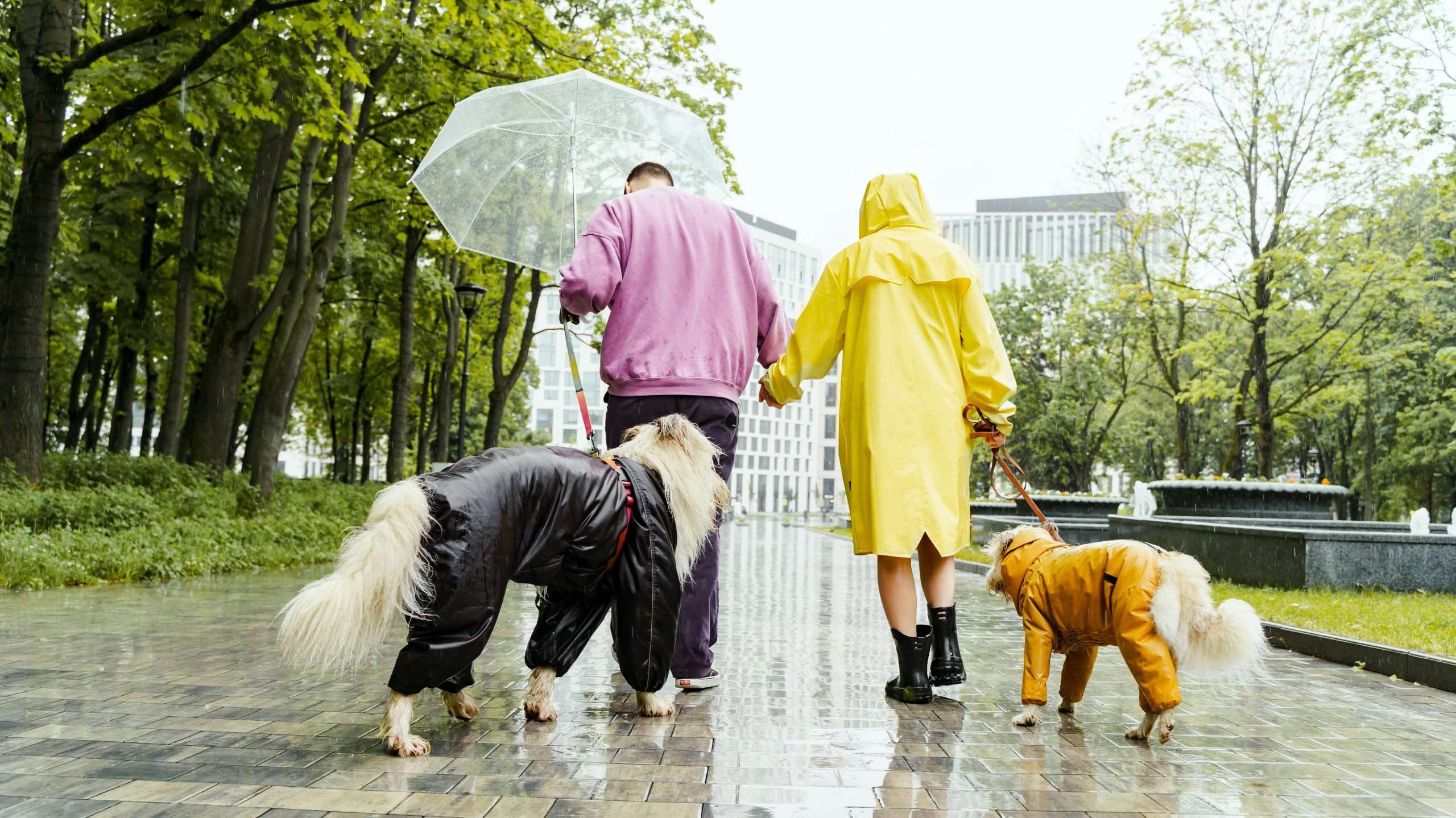 An image of dogs walking in the rain