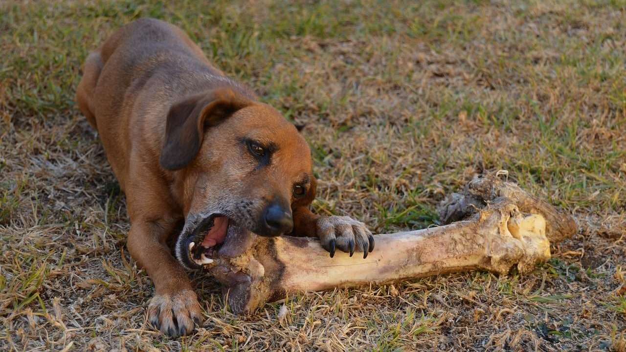 An image of a dog biting a bone