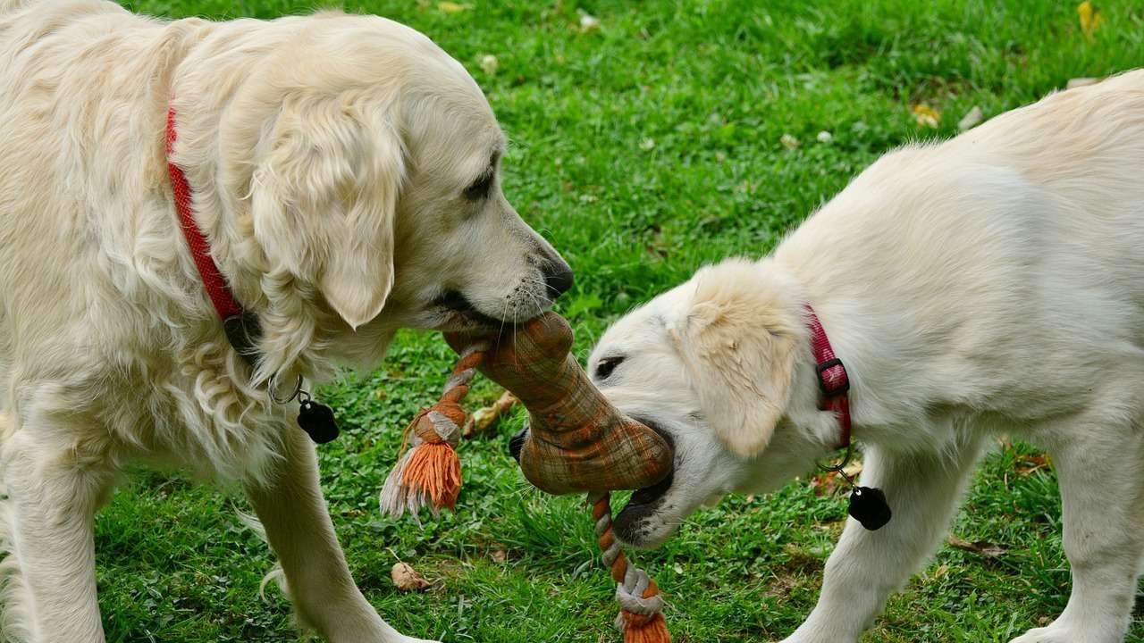 An image of dogs with a toy - dog psychology