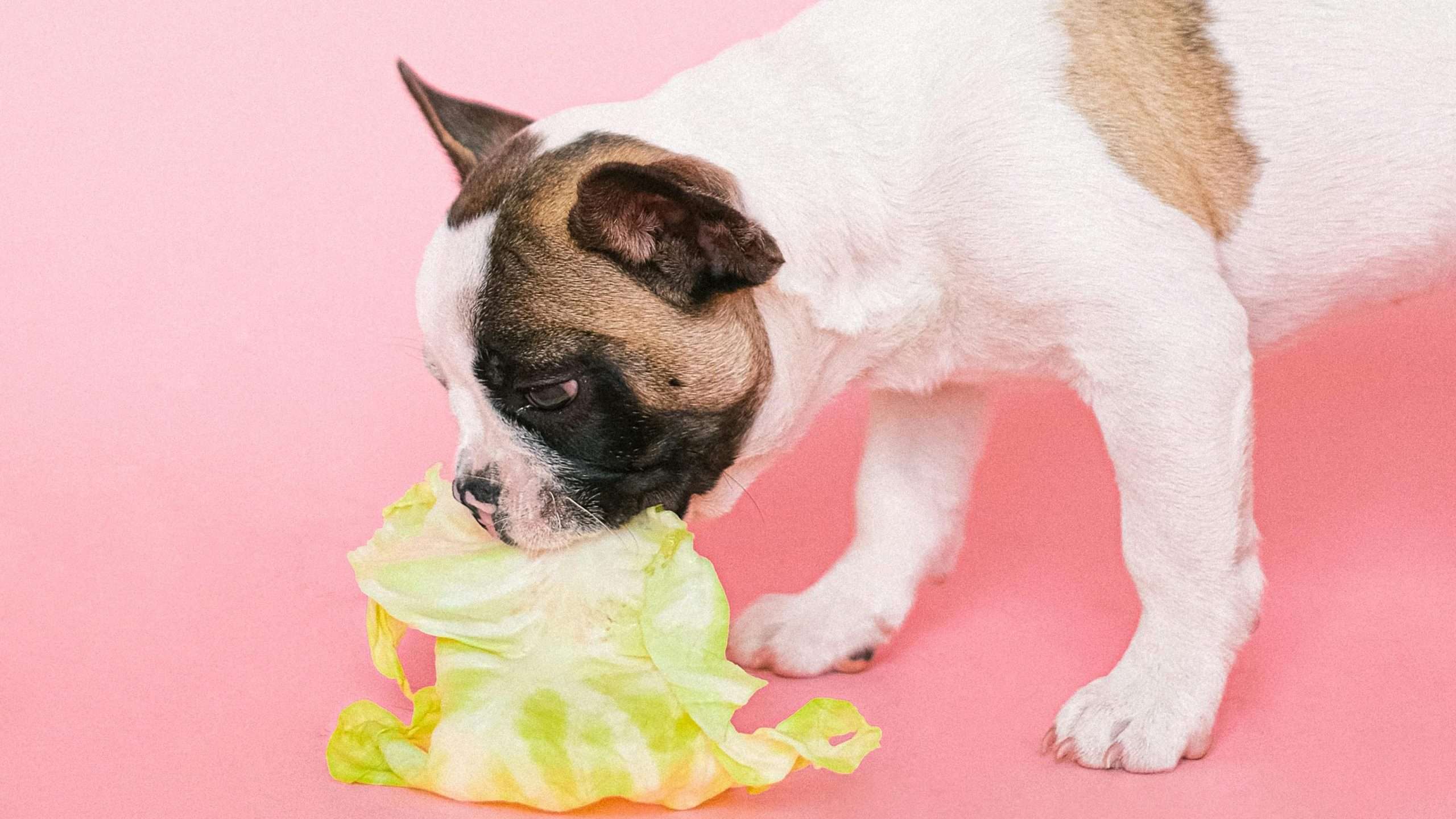 French bulldog eating cabbage - French bulldogs eat
