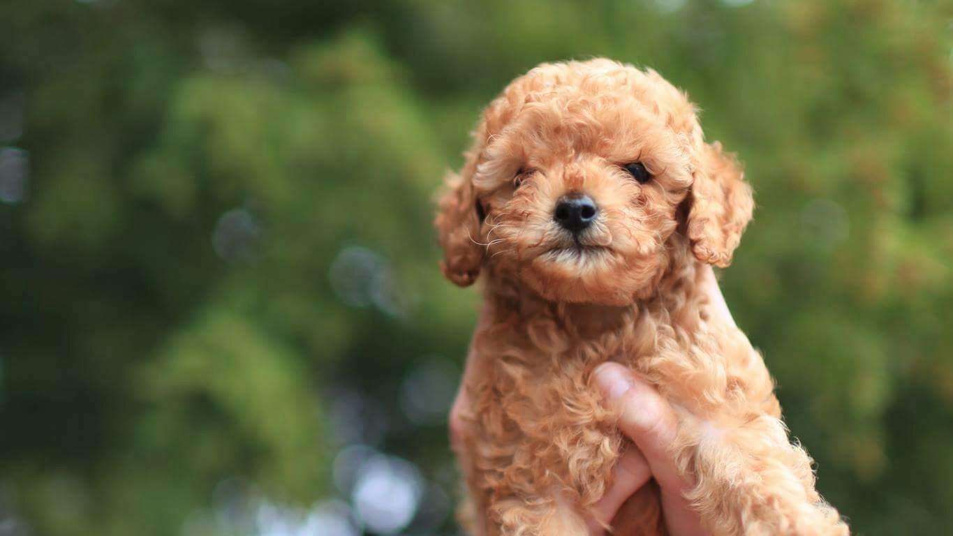 An image of a poodle