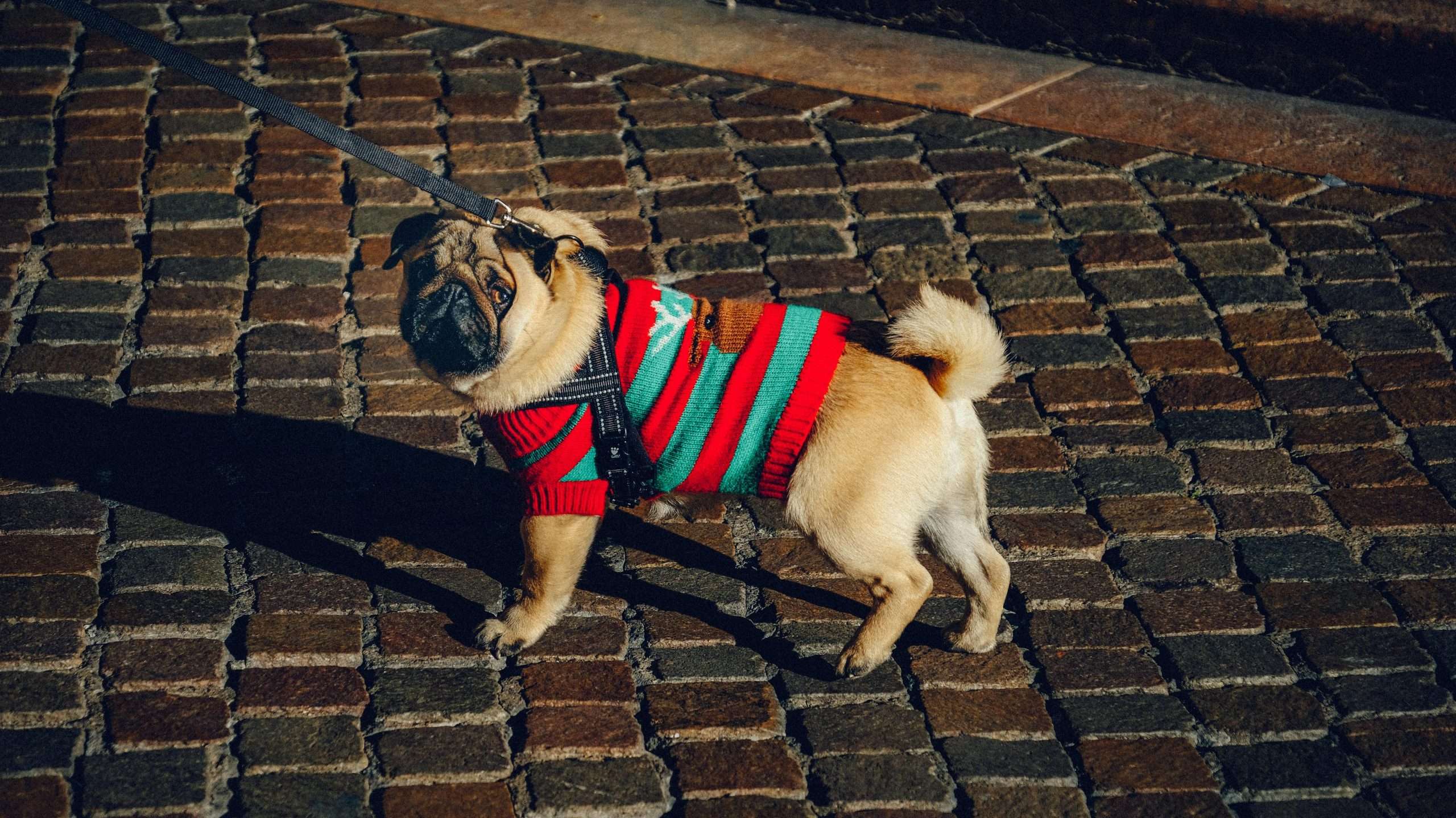 An image of a pug