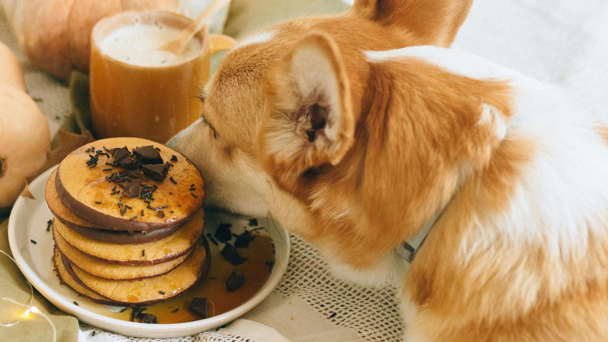 An image of a dog eating pancakes