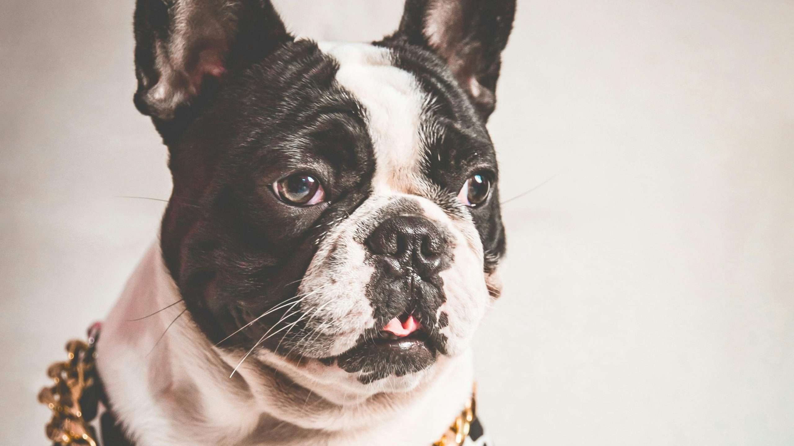 An image of a dog posing - indoor dog photography