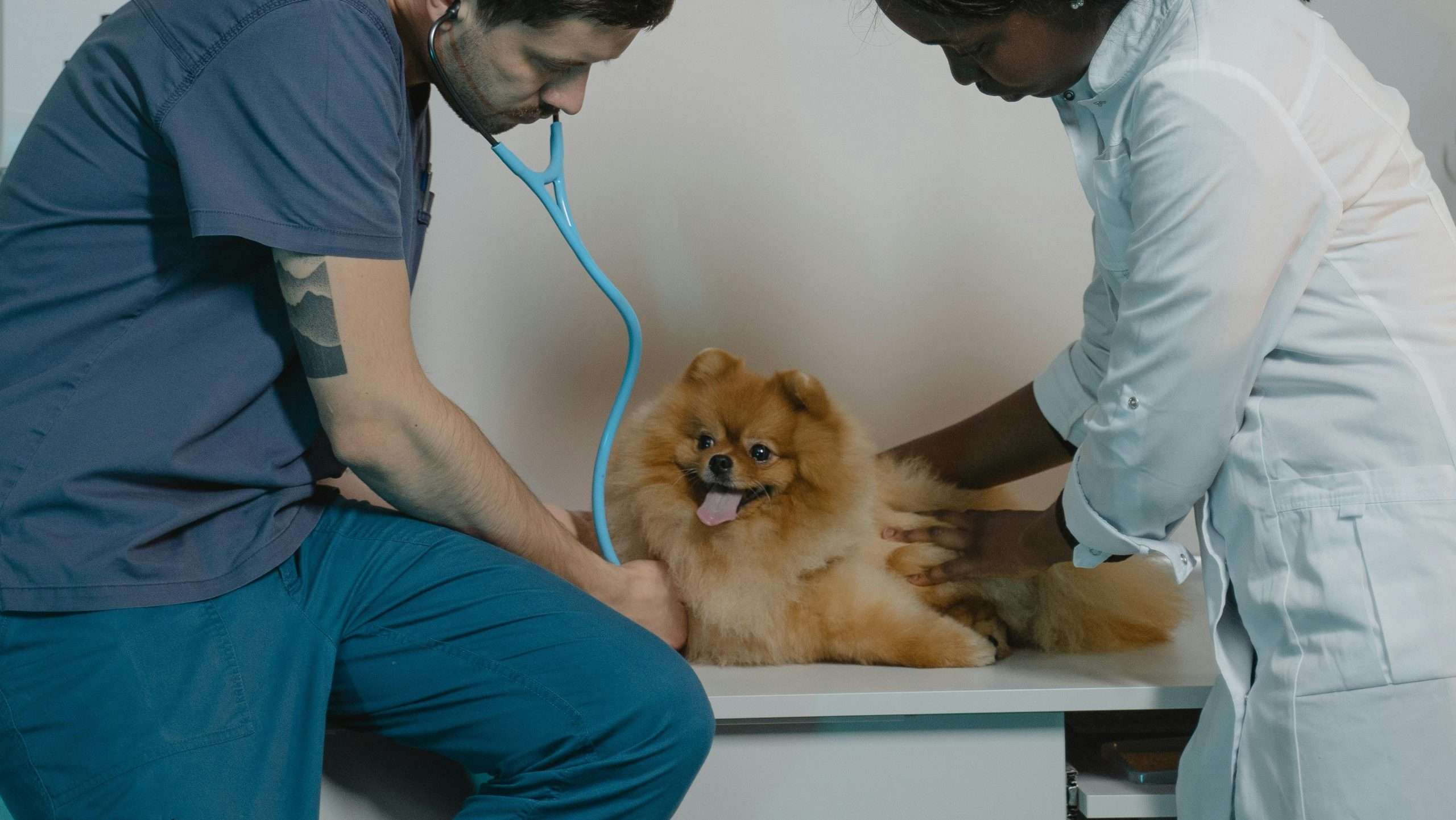 An image of a dog getting checked - dog vaccinations