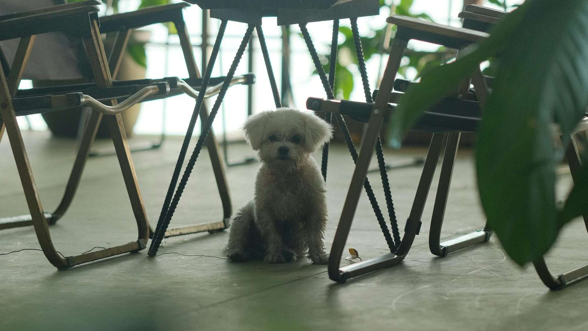 An image of a dog sitting under a table