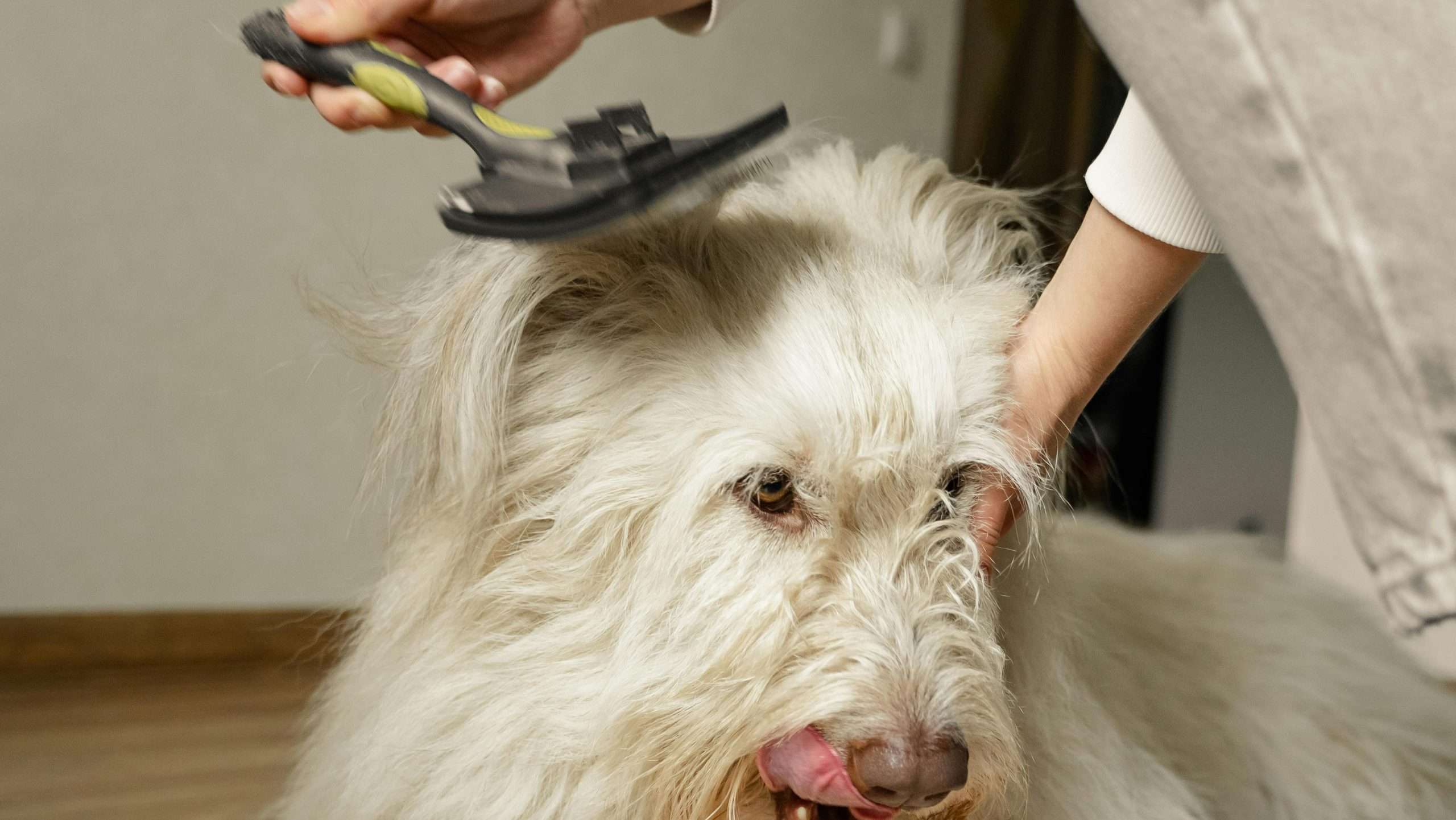 An image of a dog getting groomed