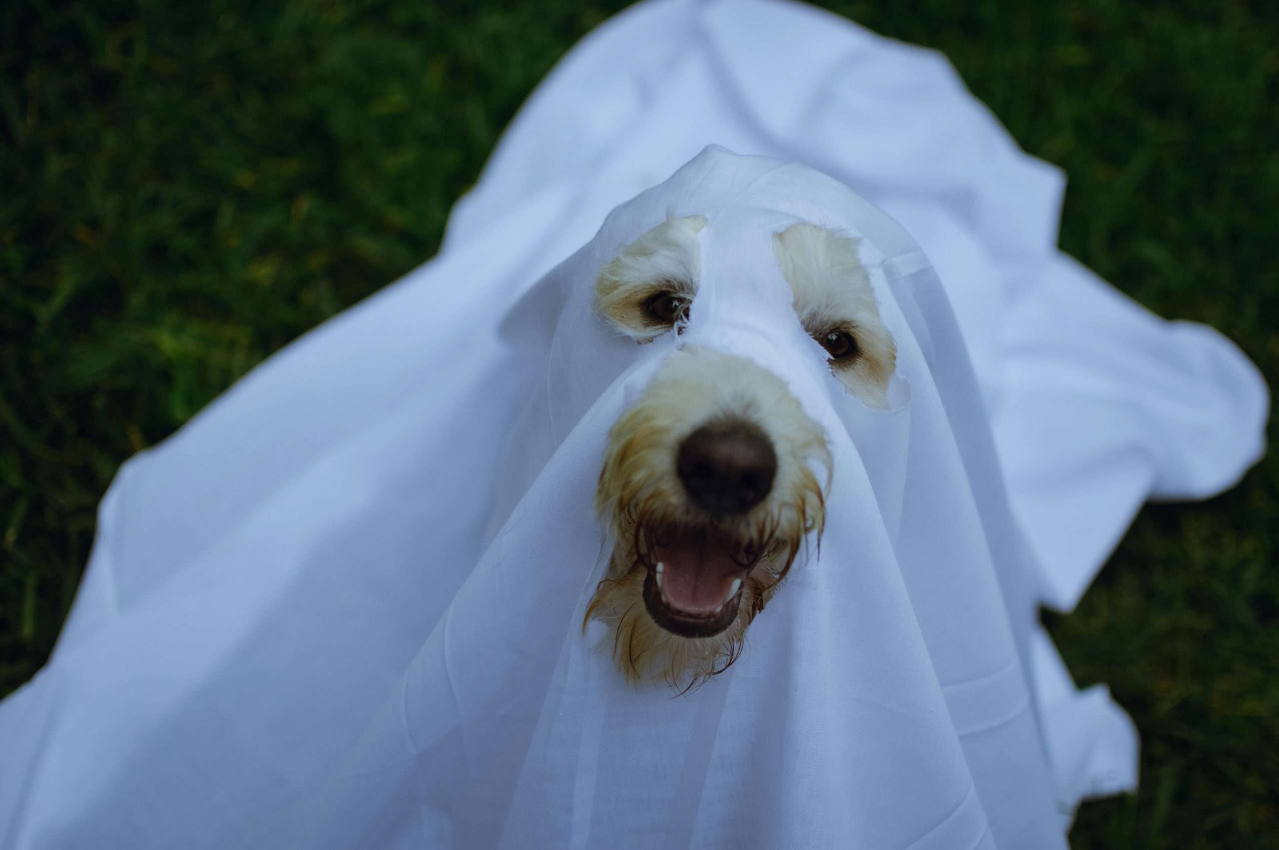 An image of a dog in halloween costume - dog-friendly halloween