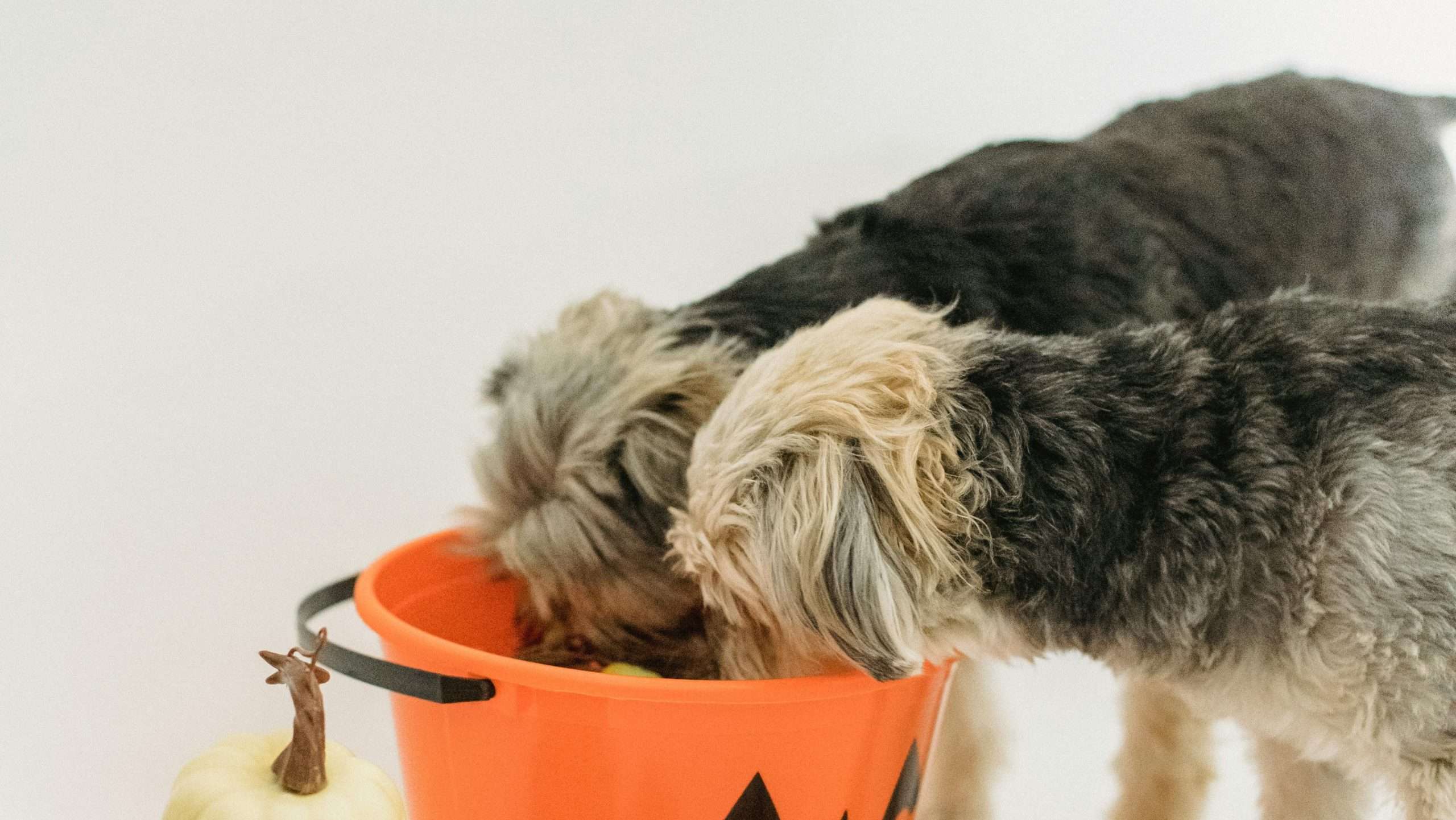 An image of dogs having halloween treats - dog-friendly halloween