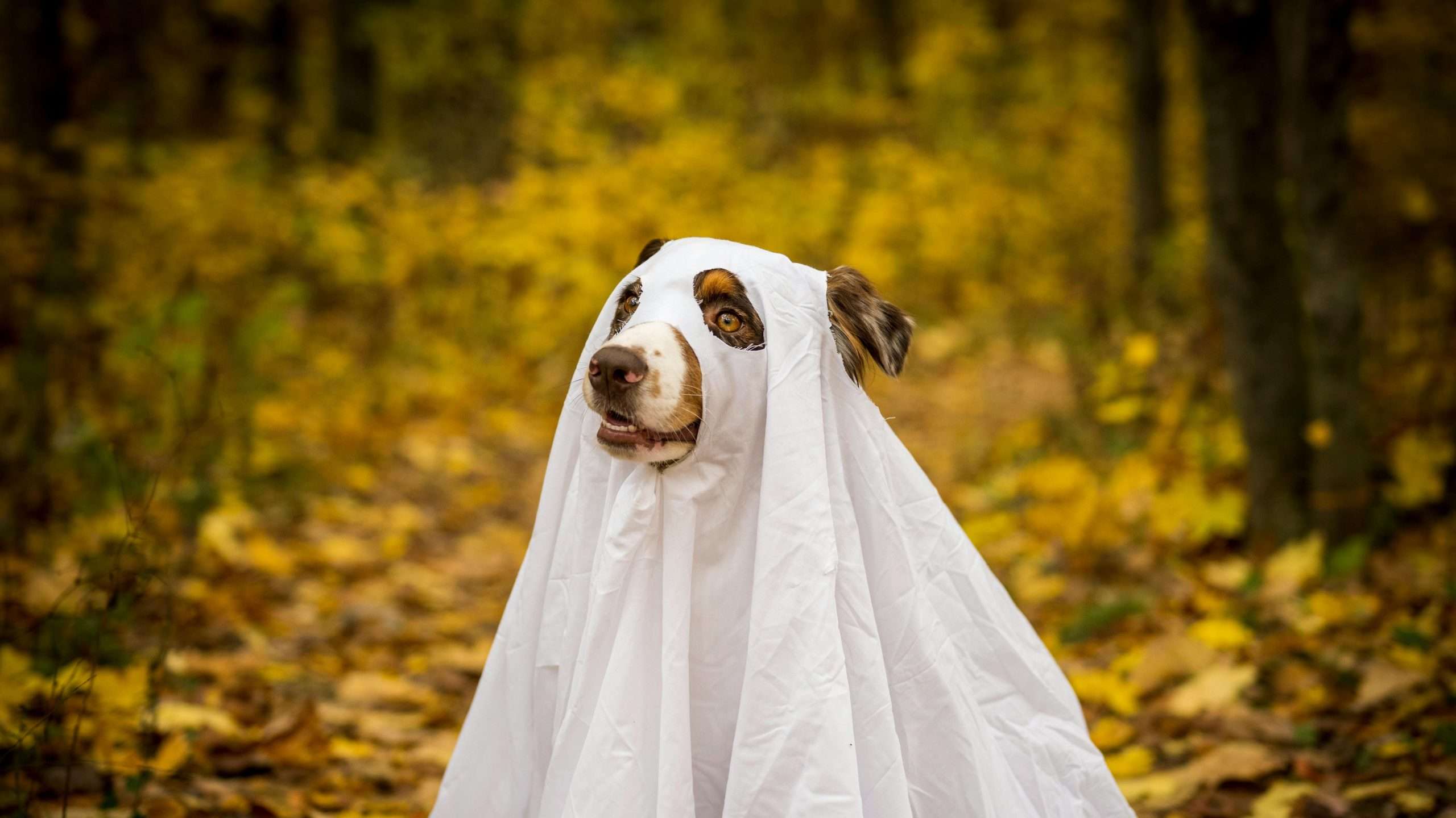 An image of a dog in halloween costume