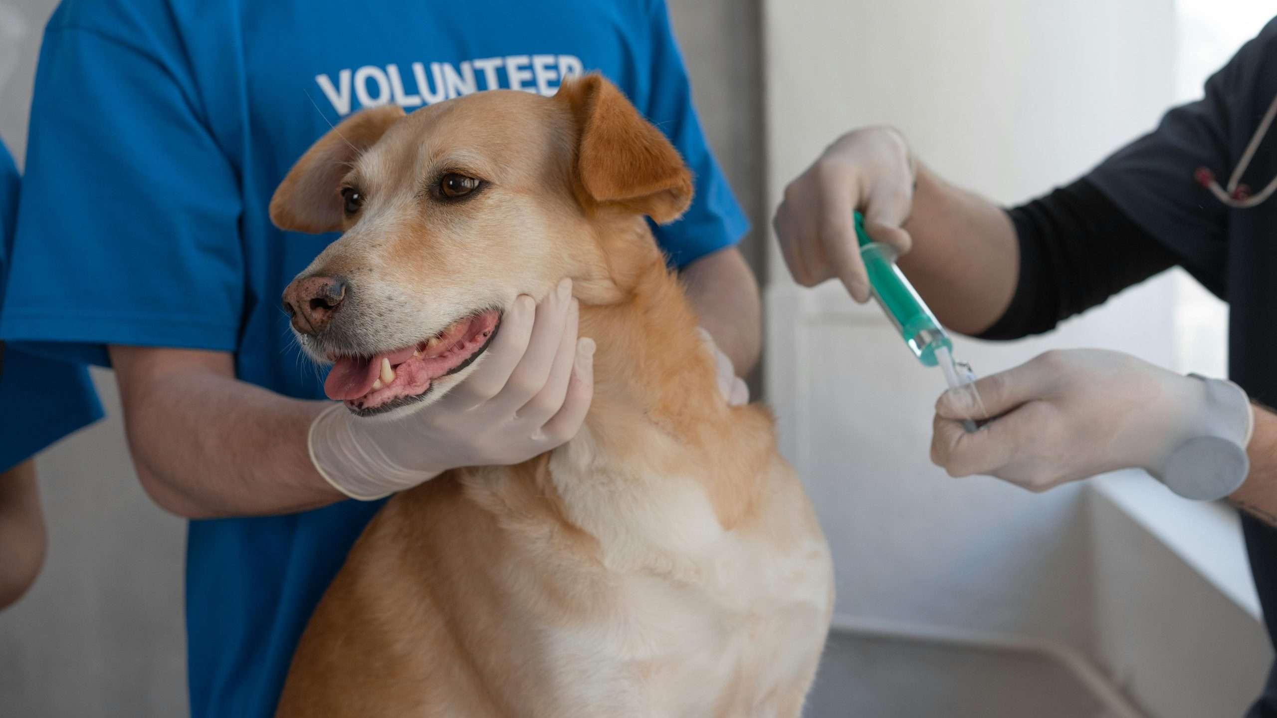 An image of a dog getting injection
