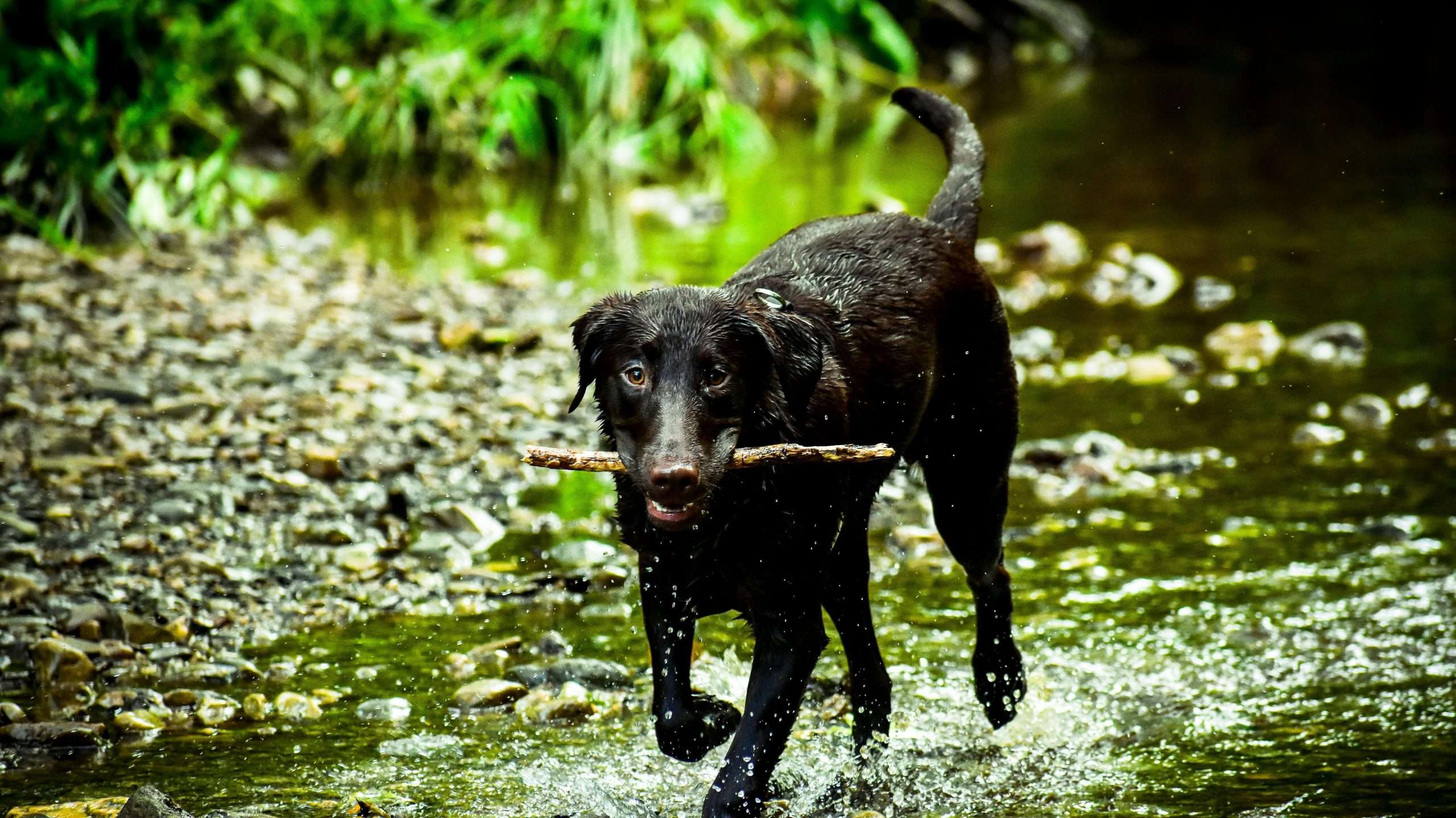 An image of a dog in the water - hurricane safety