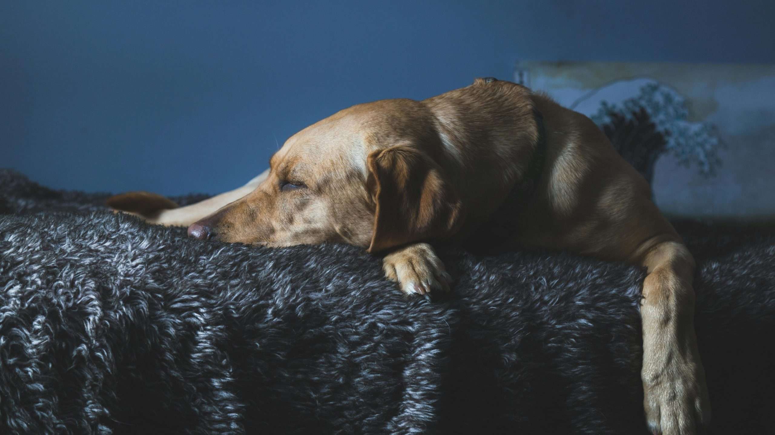 An image of a dog with fever resting