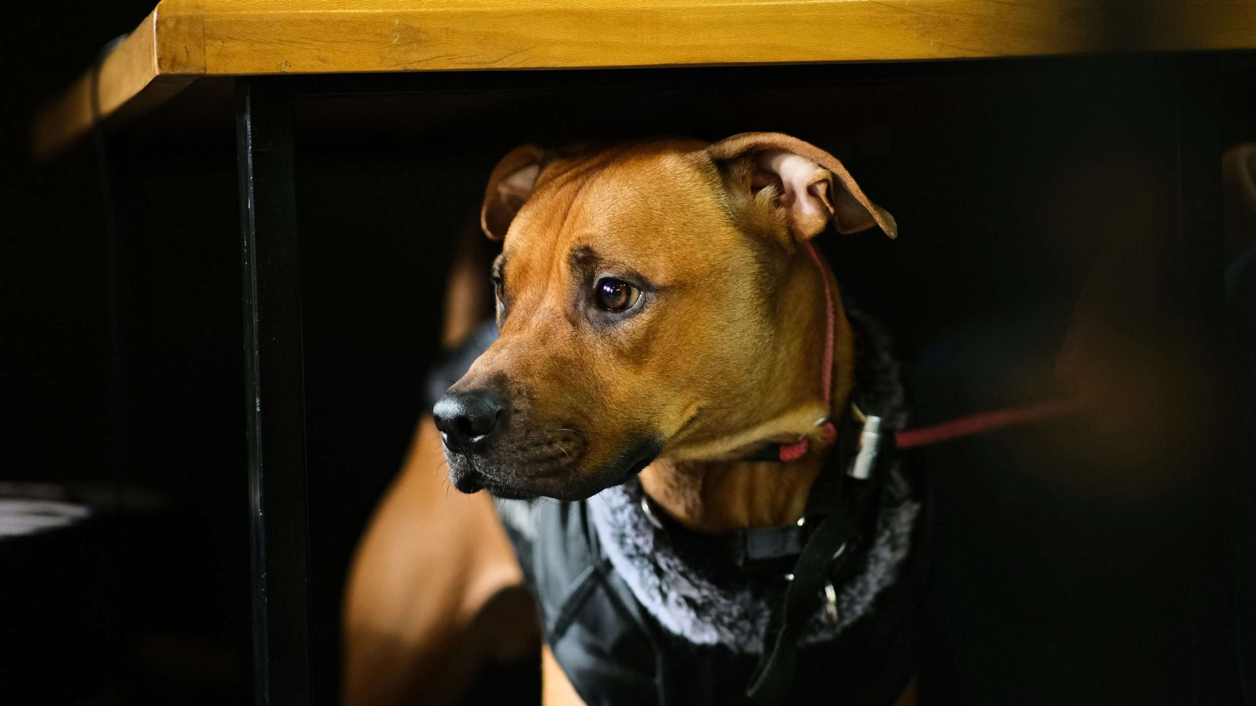 An image of a dog being safe indoor