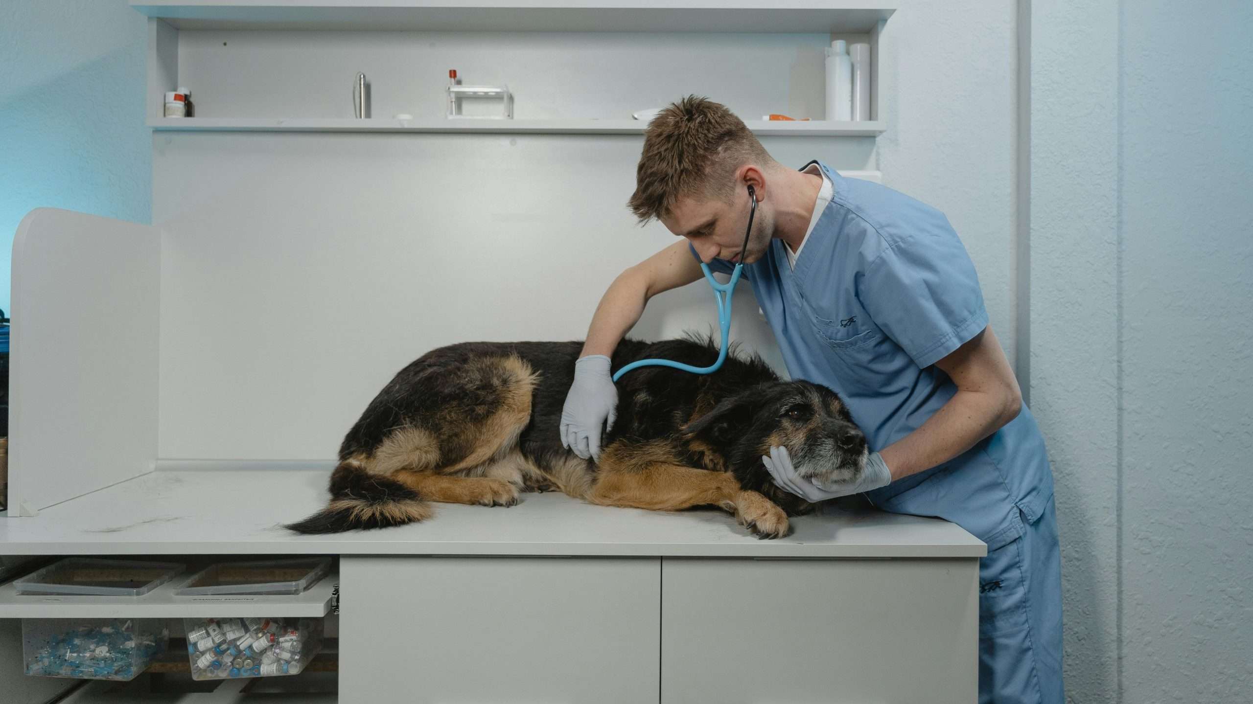 An image of a dog at the vet - dog vaccinations