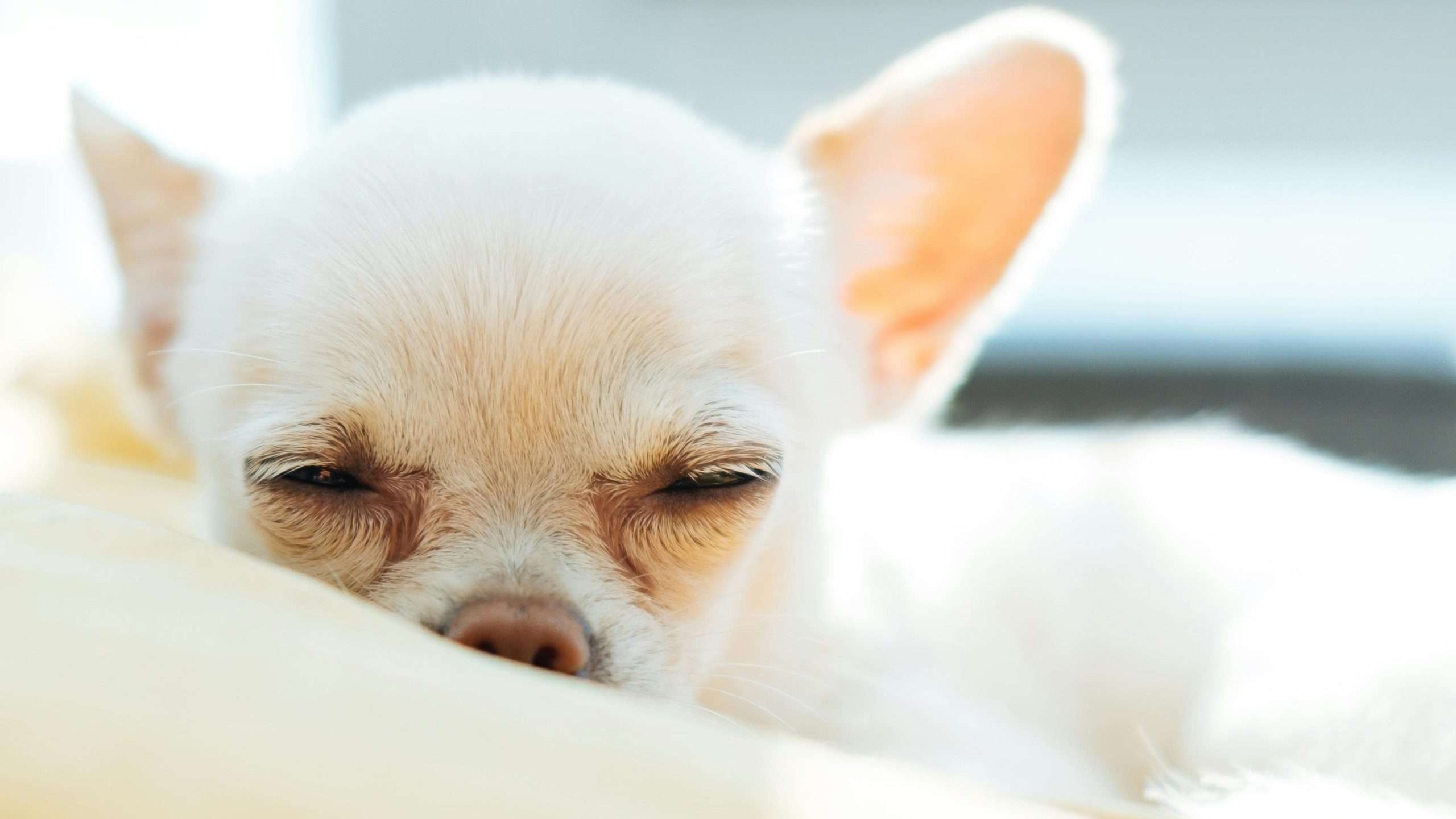 An image of a dog sleeping - dogs sleep