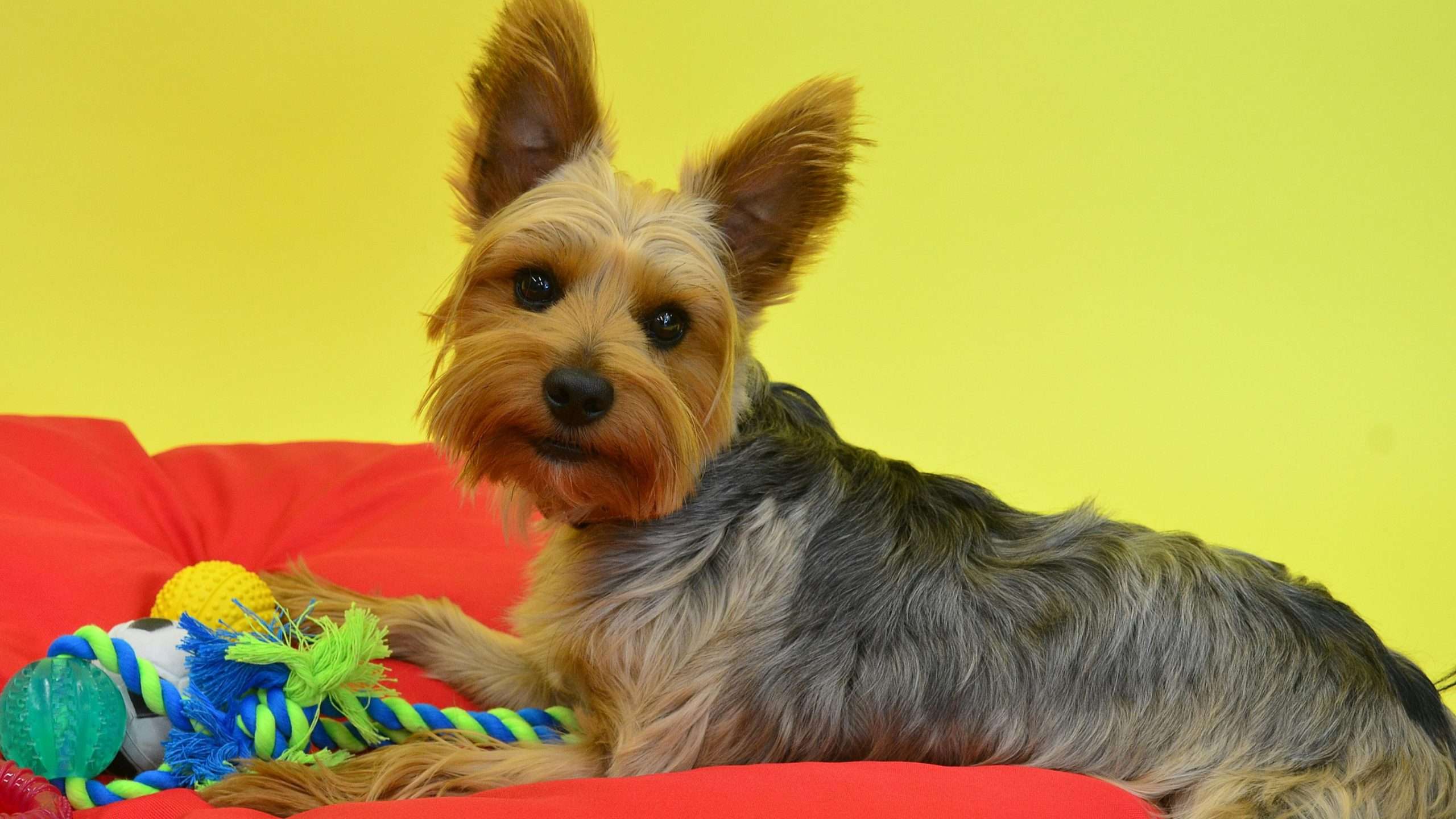 An image of a dog posing with it's toy - indoor dog photography