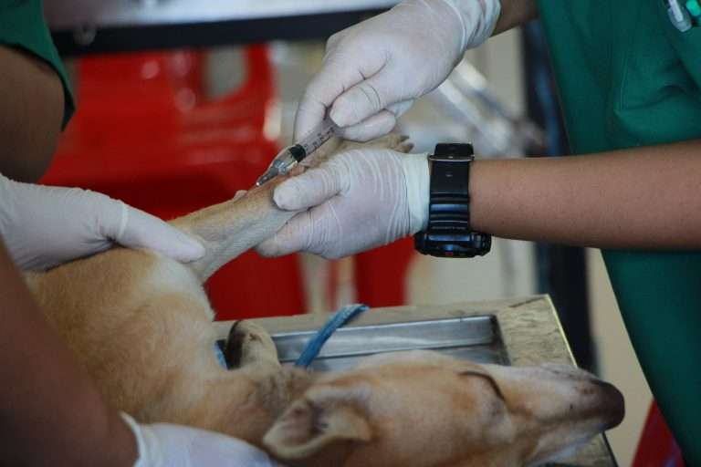 Dog Vaccinations: Everything You Need to Know [2024]