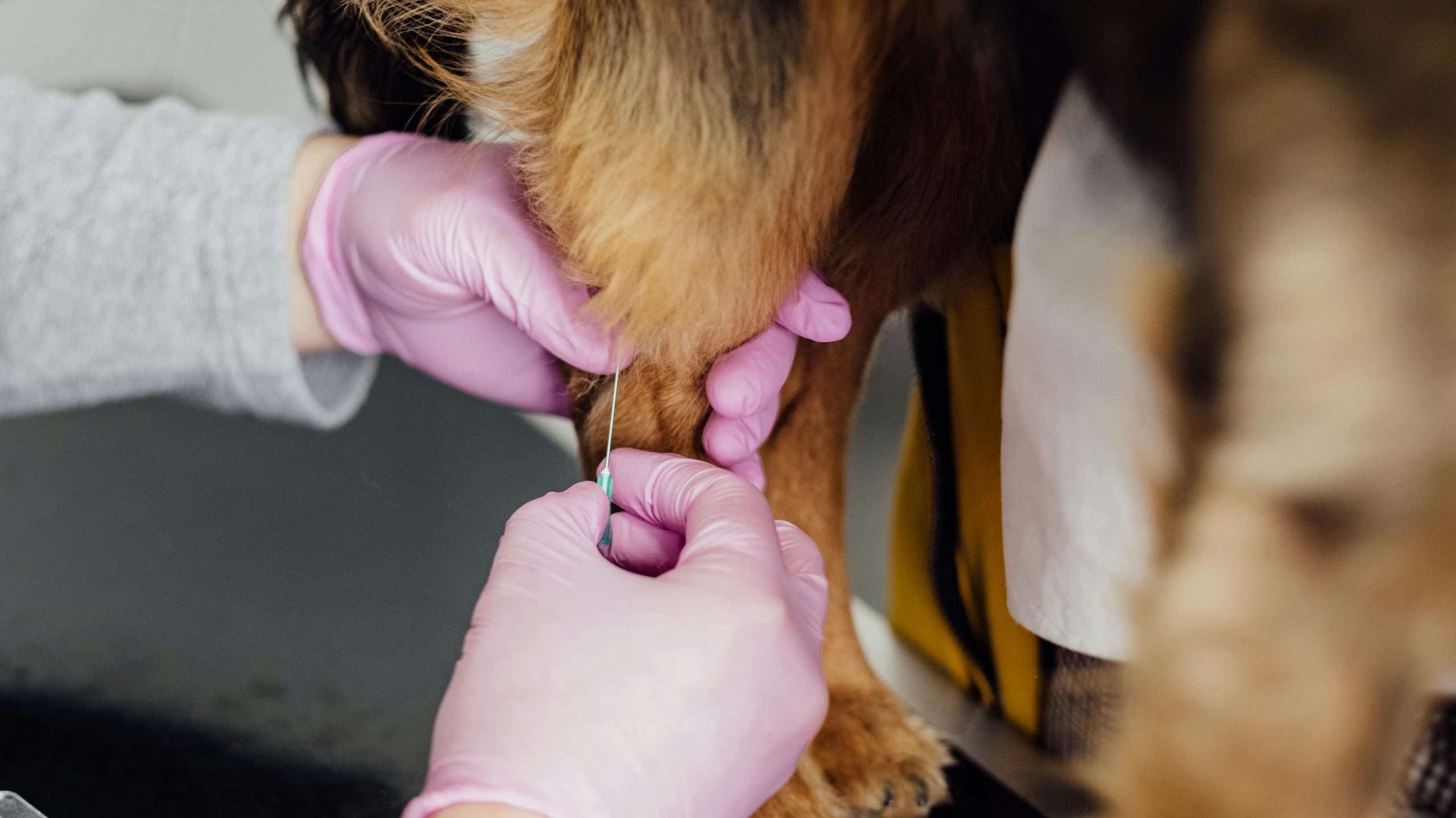 An image of a dog getting vaccine - dog vaccinations