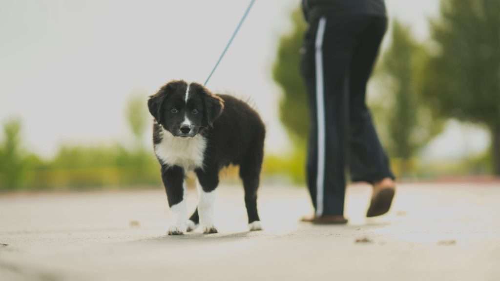 An image of a dog on a walk