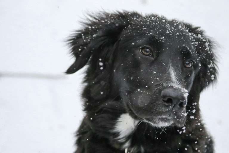 Dog Winter Care: 10 Must Know Tips