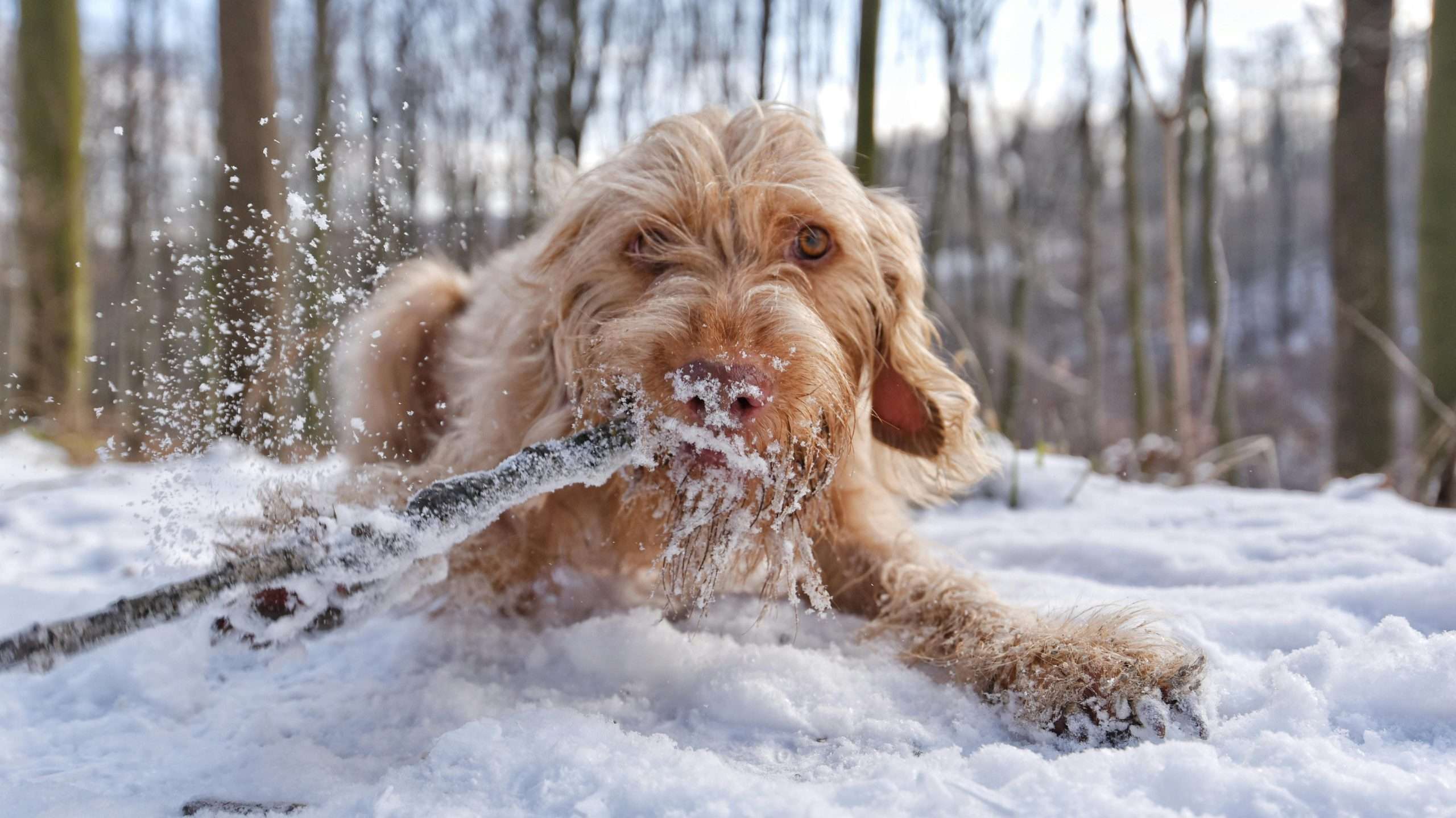 An image of a dog in the snow - dog winter care
