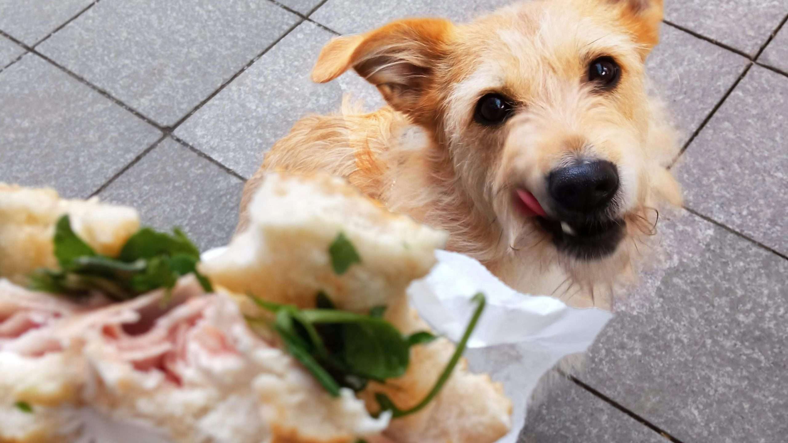 An image of a dog with food - gluten intolerance in dogs