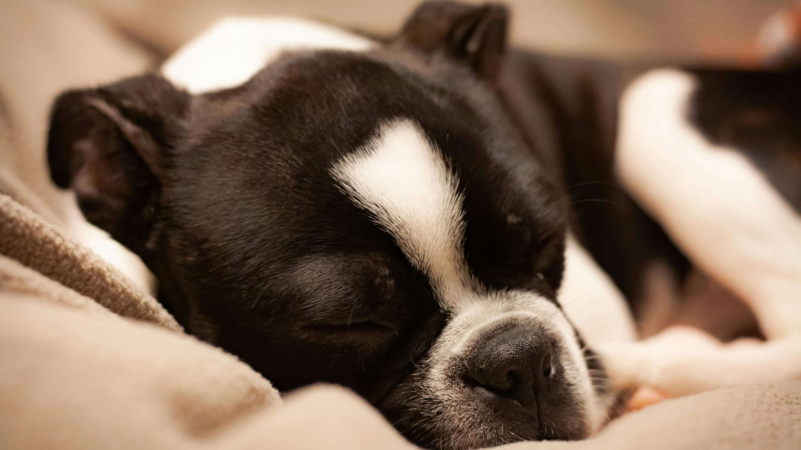 An image of a dog sleeping on bed - dogs sleep