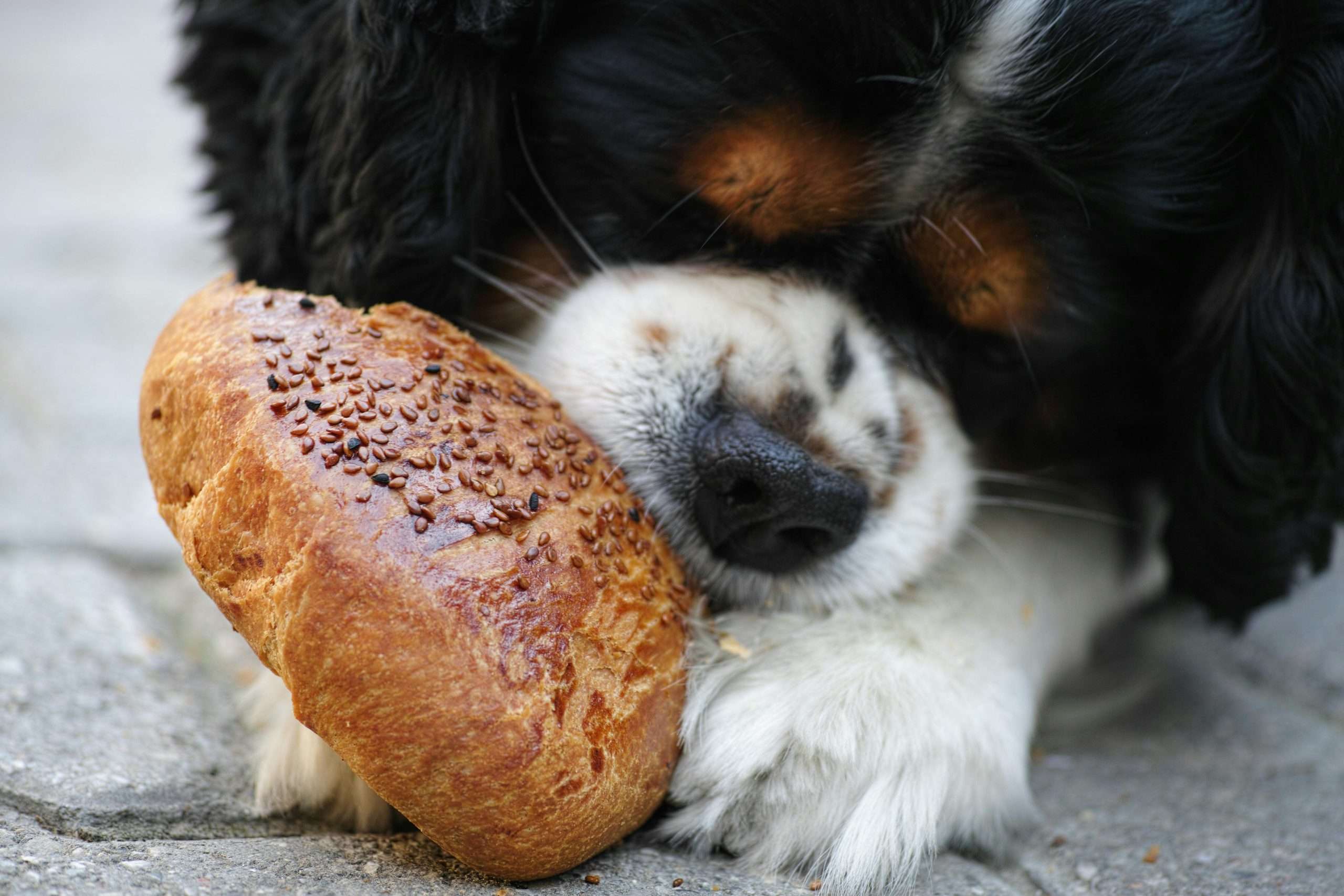 An image of dog eating bread - gluten insensitivity in dogs