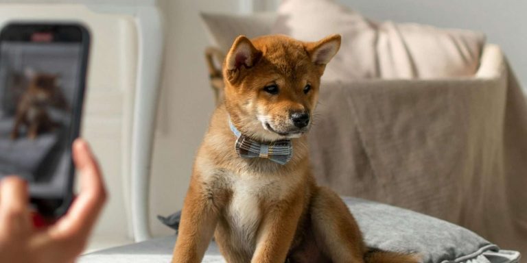 How To Do Indoor Dog Photography with Natural Light