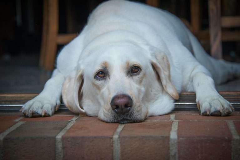 7 Exercise Tips for an Overweight Dog