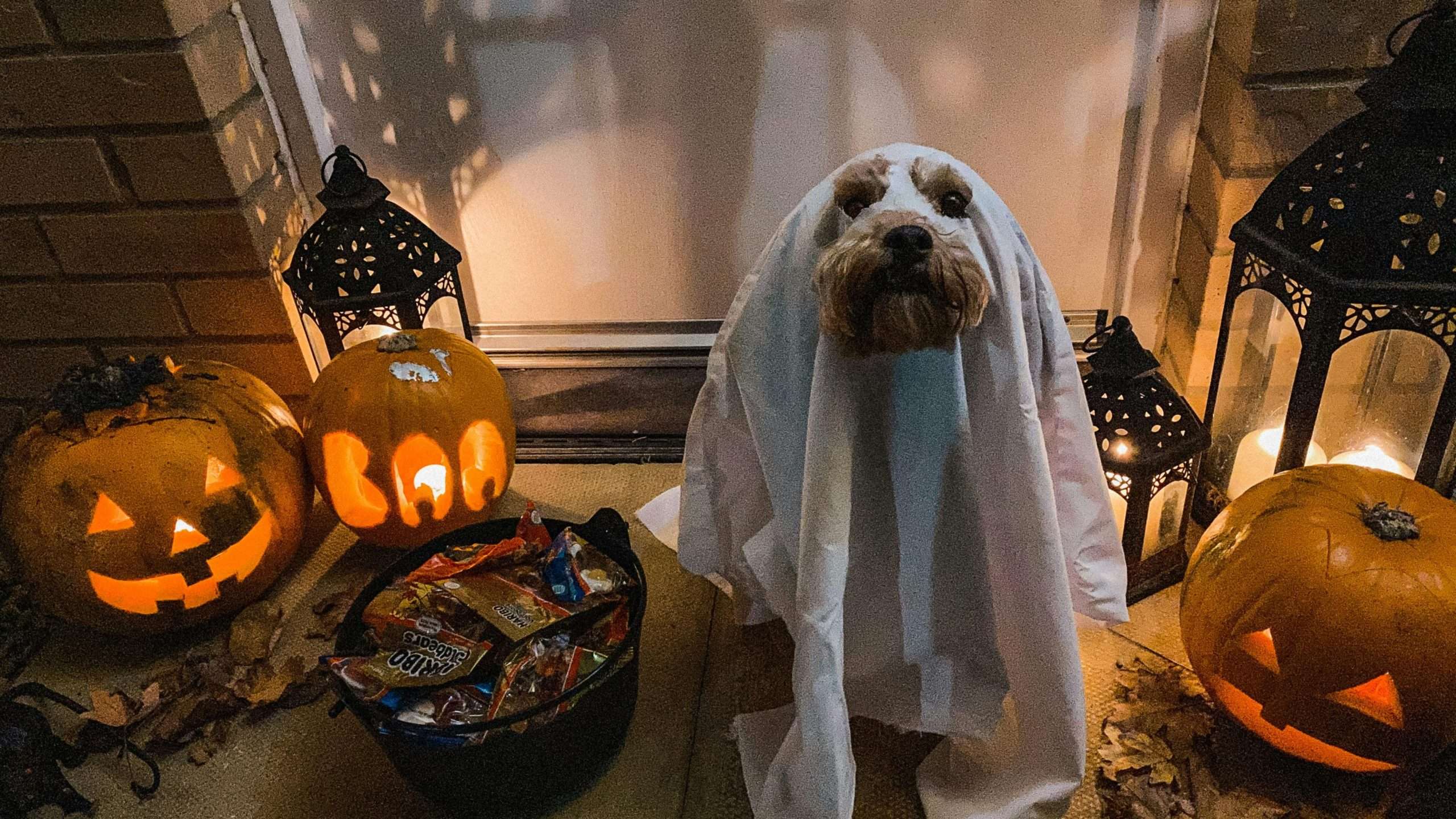 An image of a dog in halloween costume