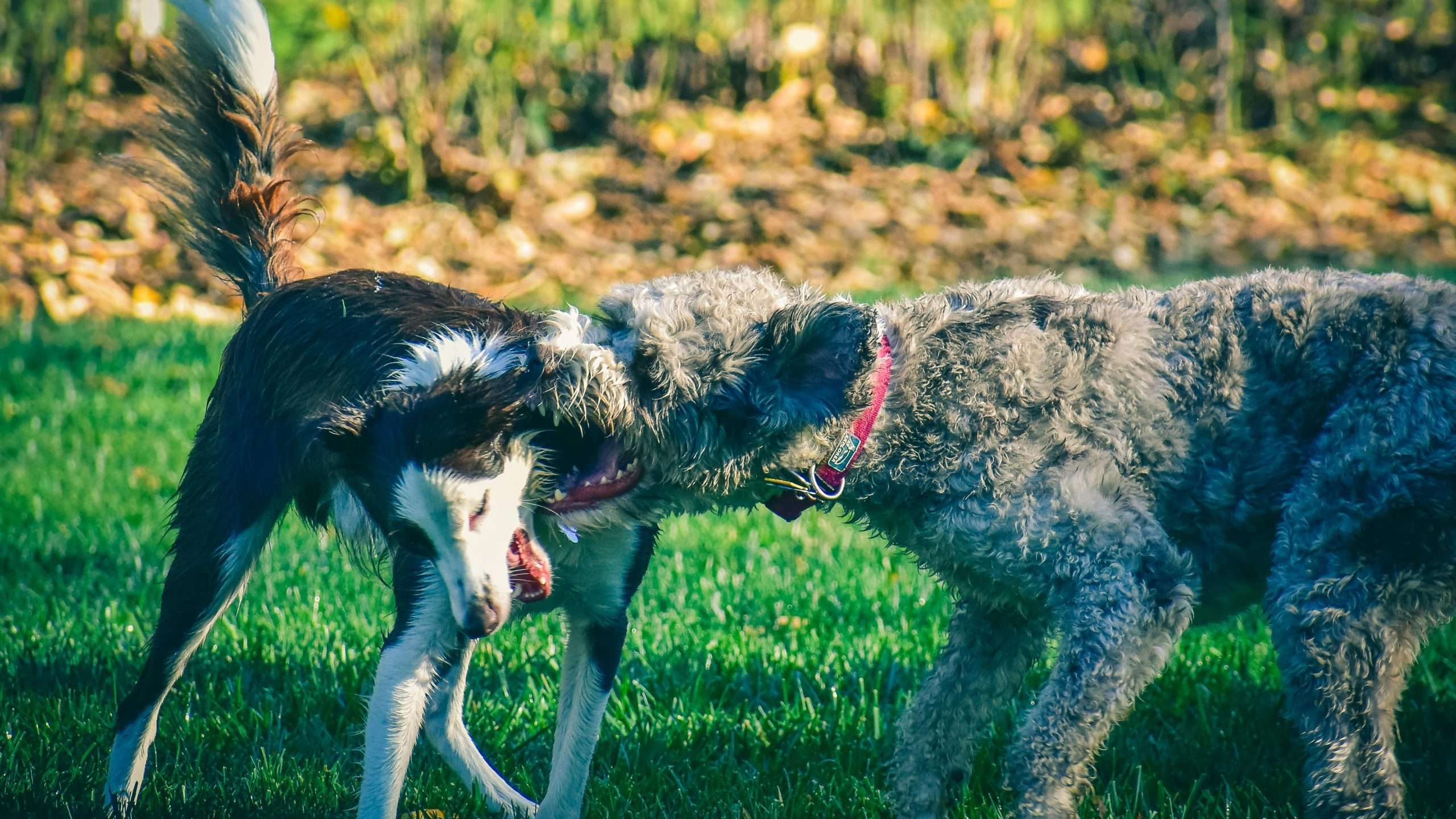 An image of a dog being aggressive to the other