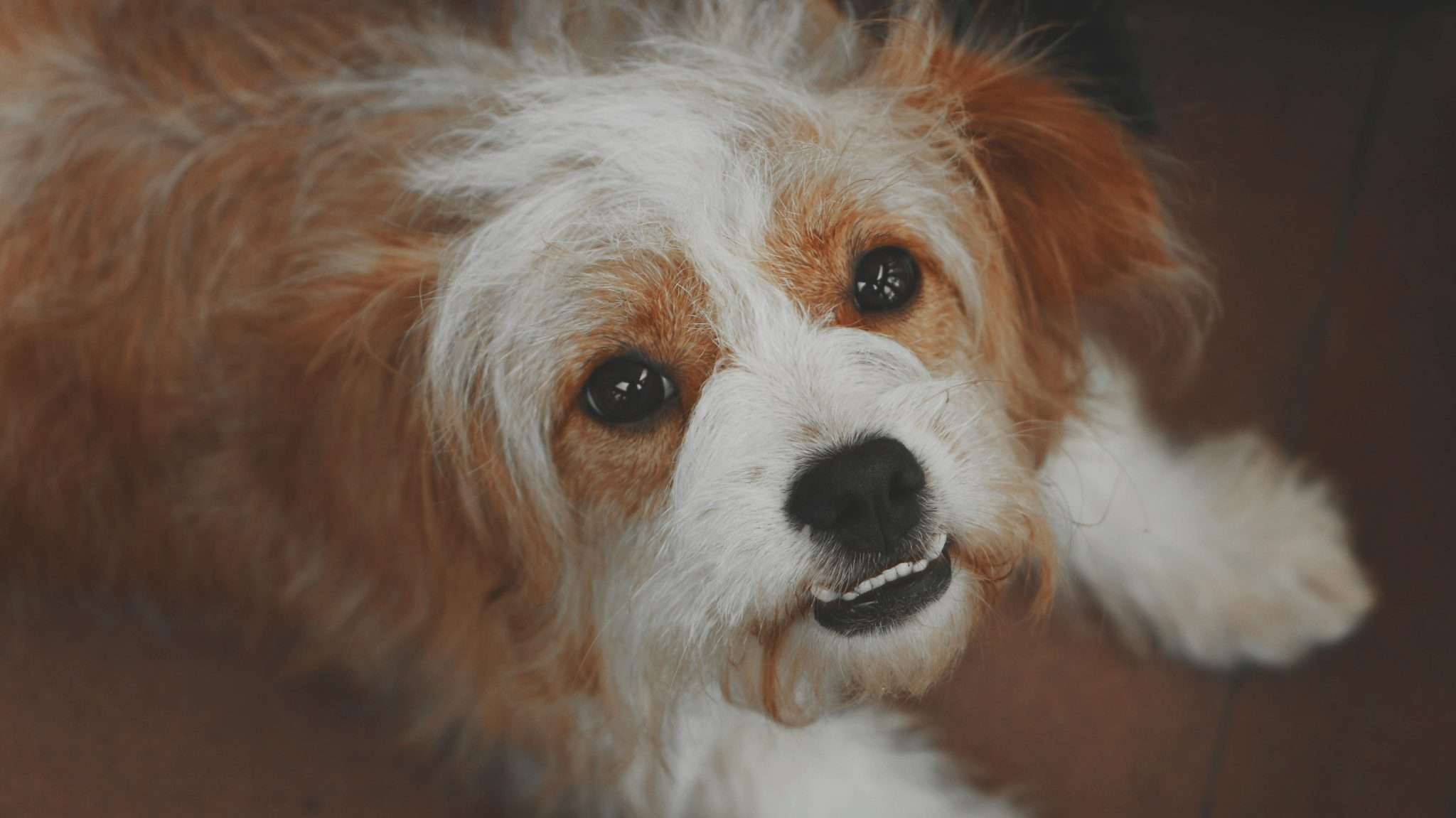 Cloudy Eyes in Dogs: What to Know