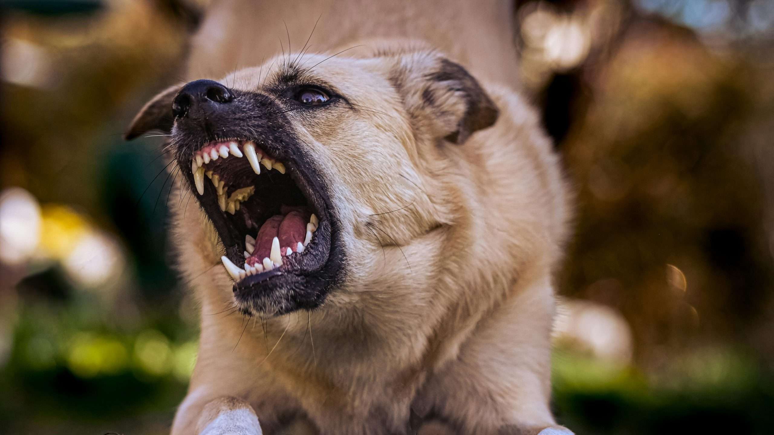 An image of a dog being aggressive