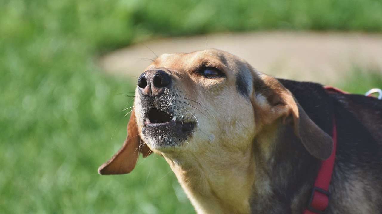 An image of a dog being aggressive 