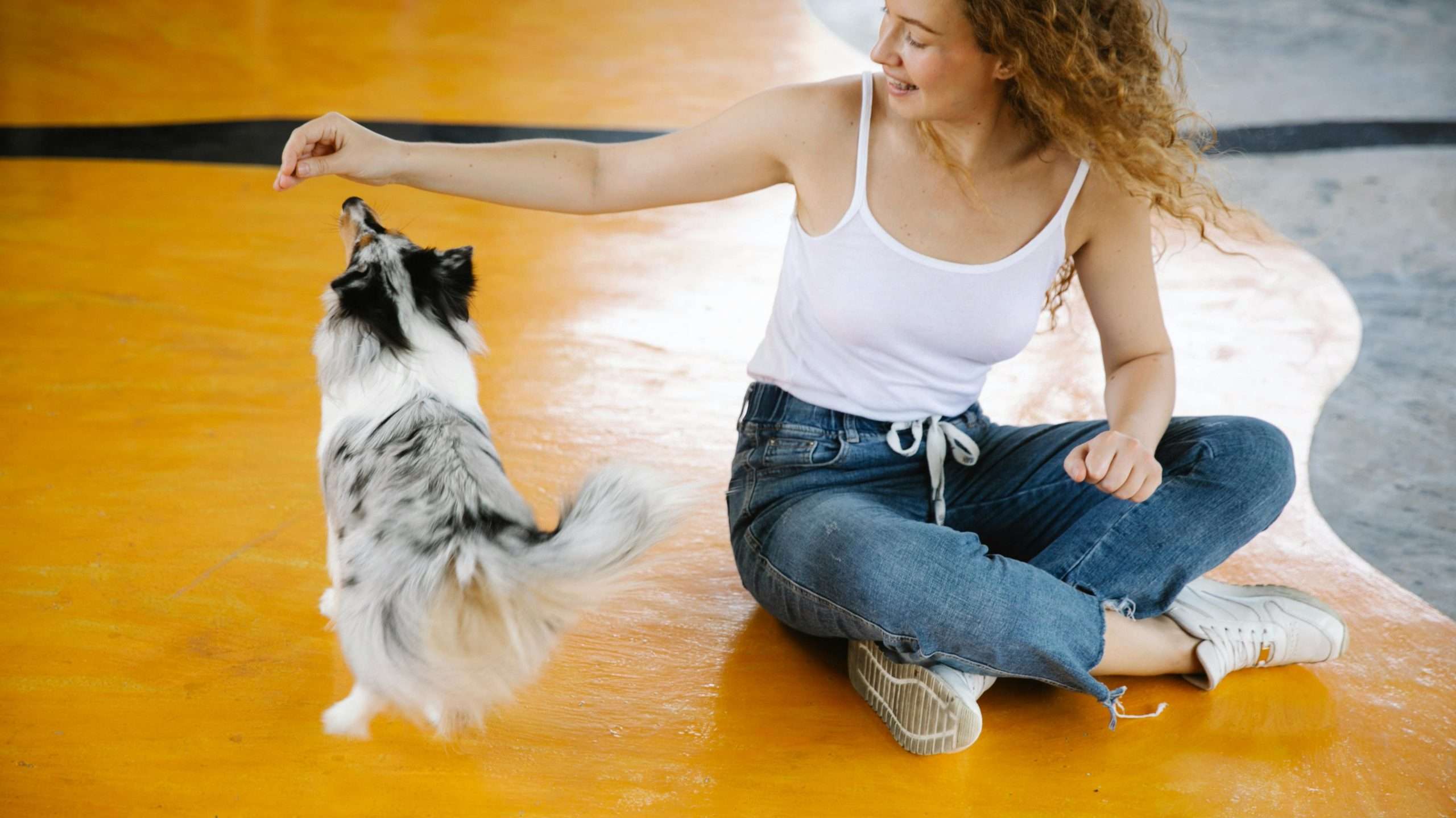 An image of a dog playing with its owner - bond with your dog