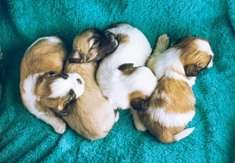 When Is the Best Age to Breed Dogs: A Comprehensive Guide