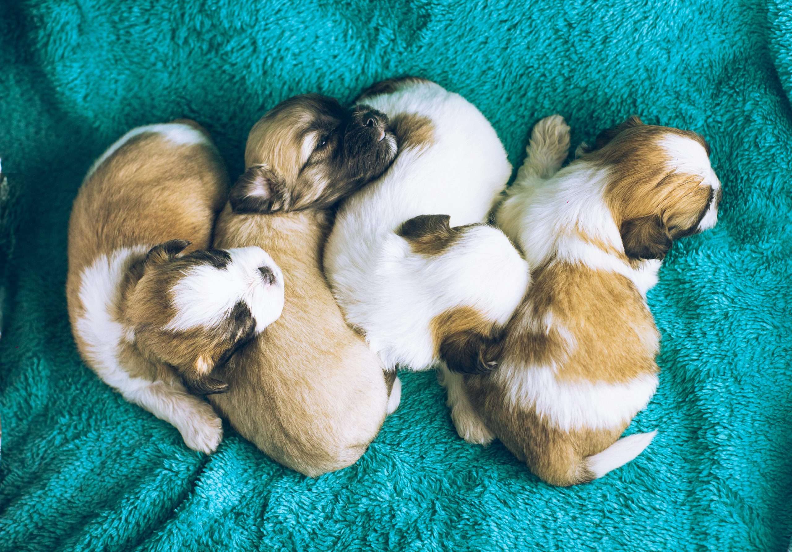An image of puppies - breed dogs