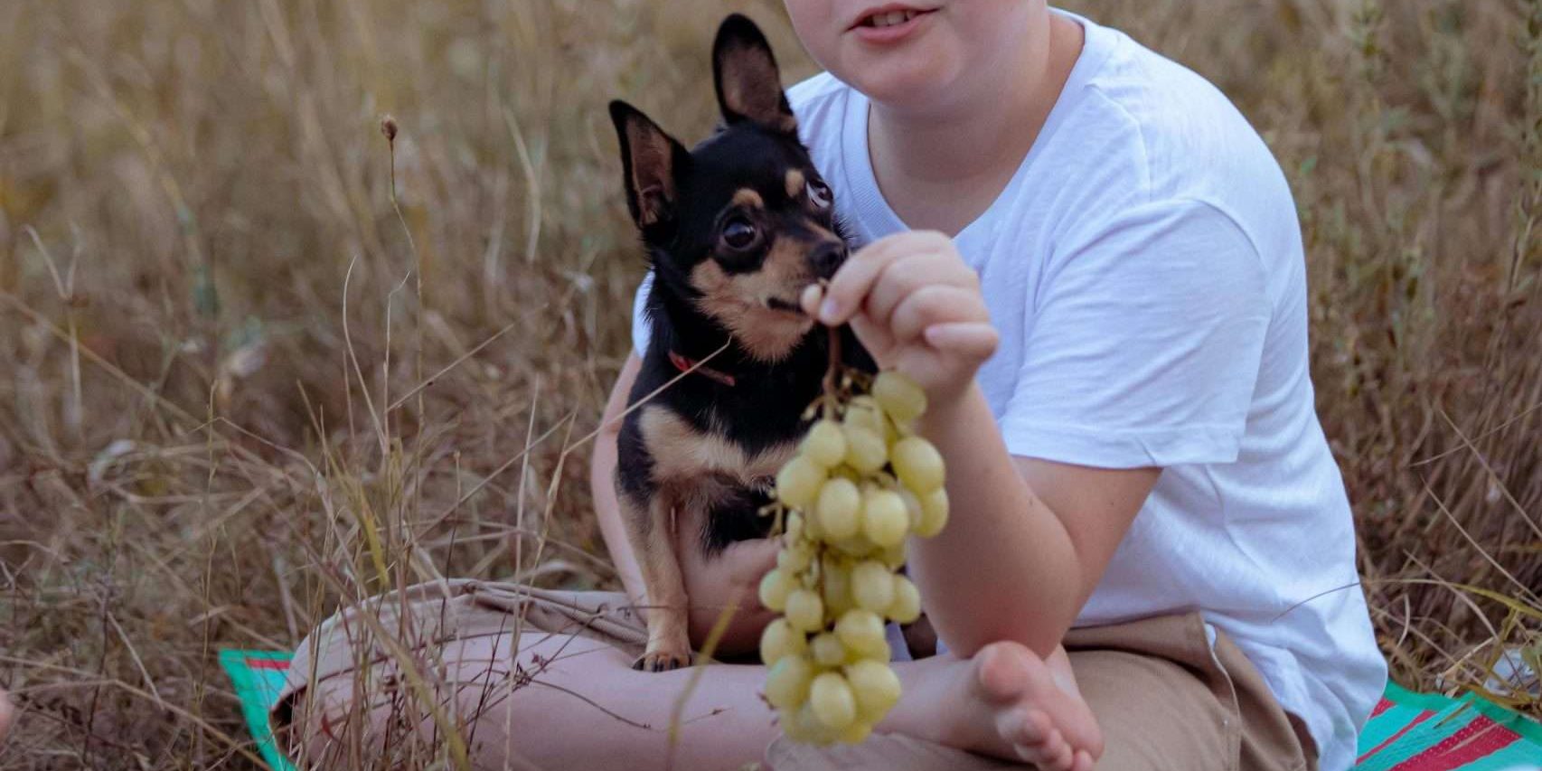 An image of a dog with grapes - can dogs eat raisins?