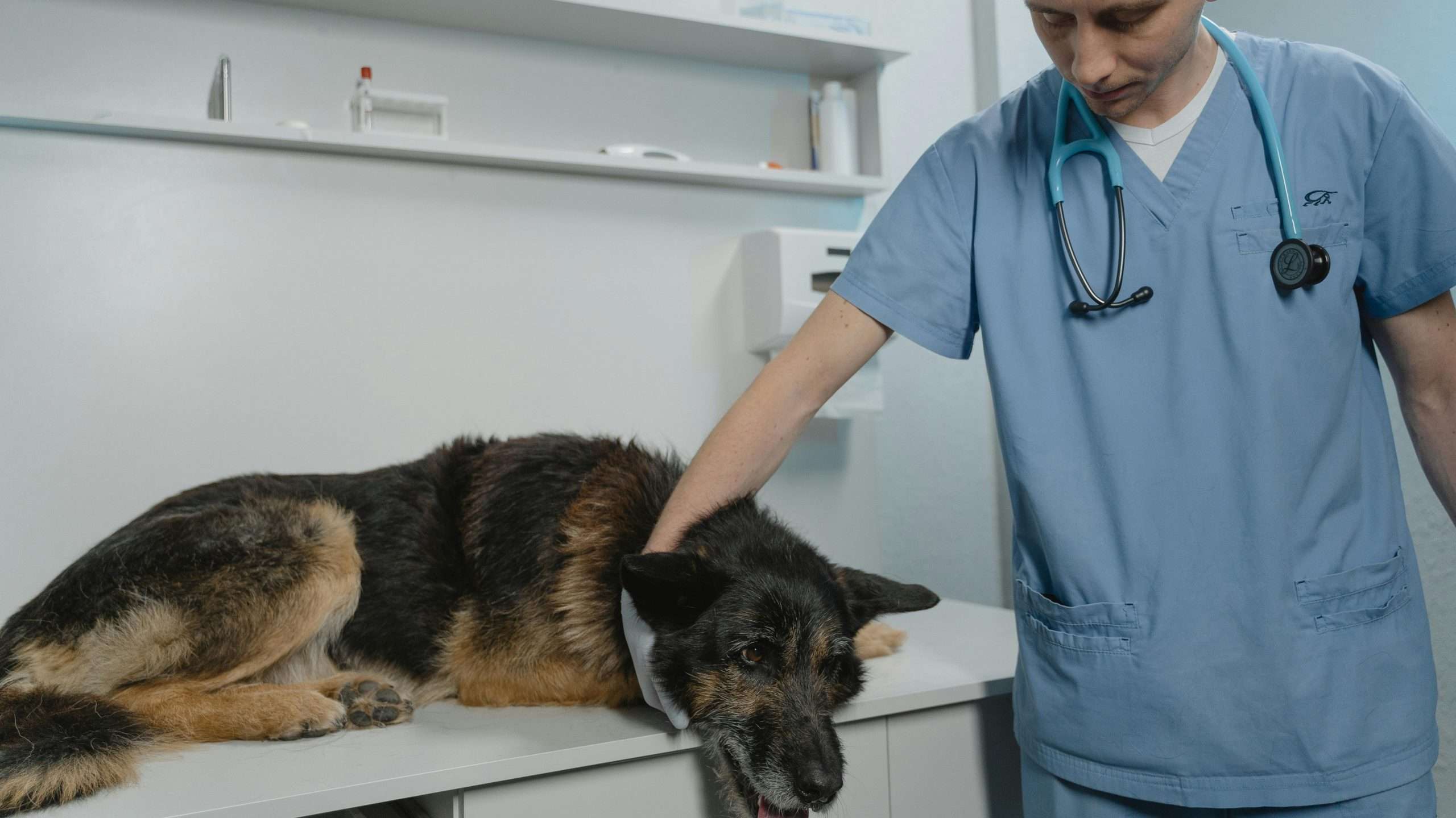 An image of a dog at the vet